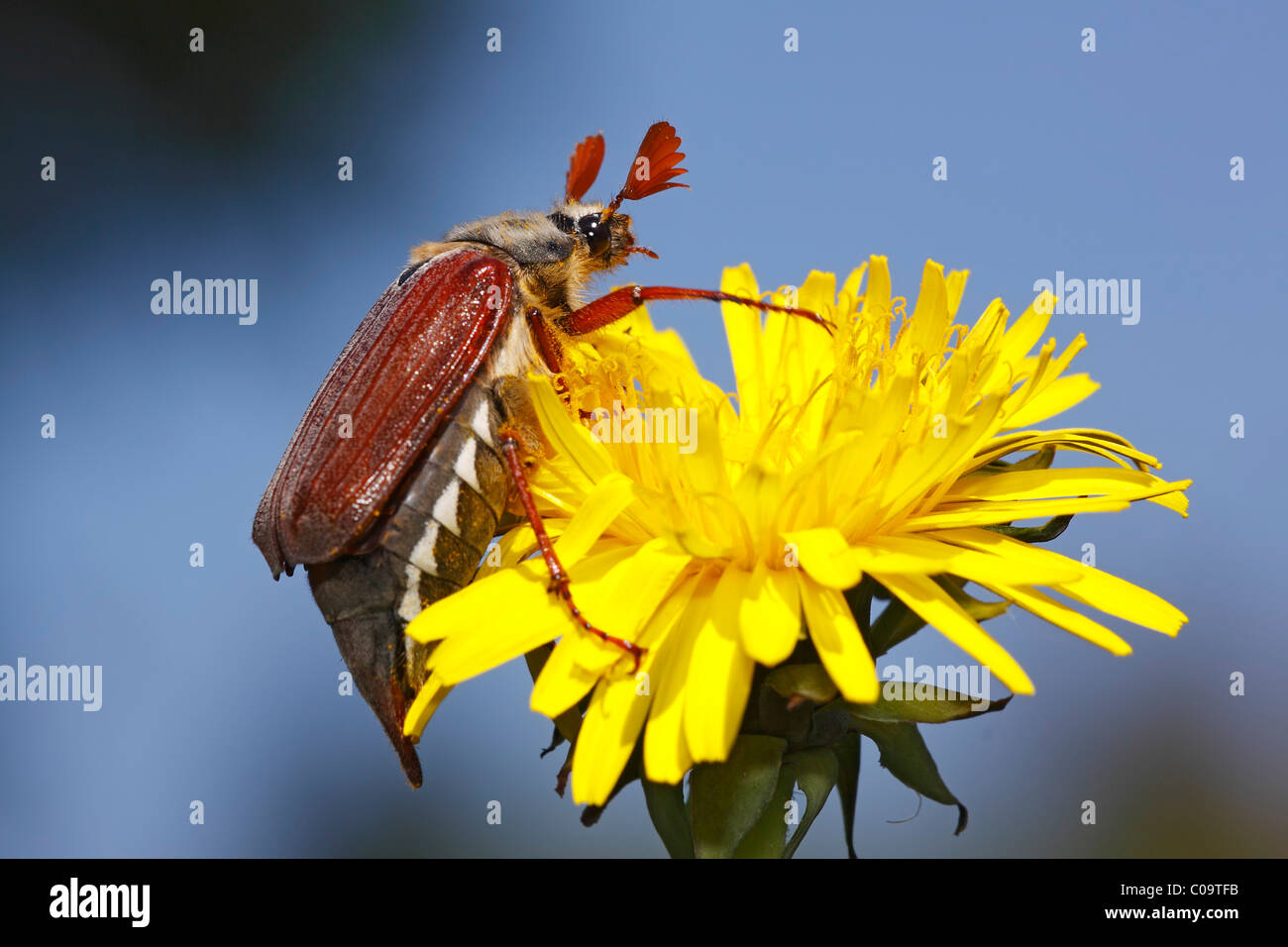 Europäische Maikäfer Käfer oder Maikäfer (Melolontha Melolontha) auf eine Blume Löwenzahn (Taraxacum Officinale) Stockfoto