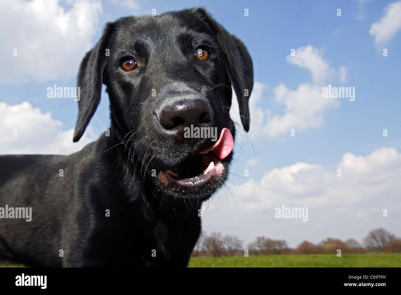 Schwarze Labrador Retriever Hund, junger Hund, Hund, portrait Stockfoto