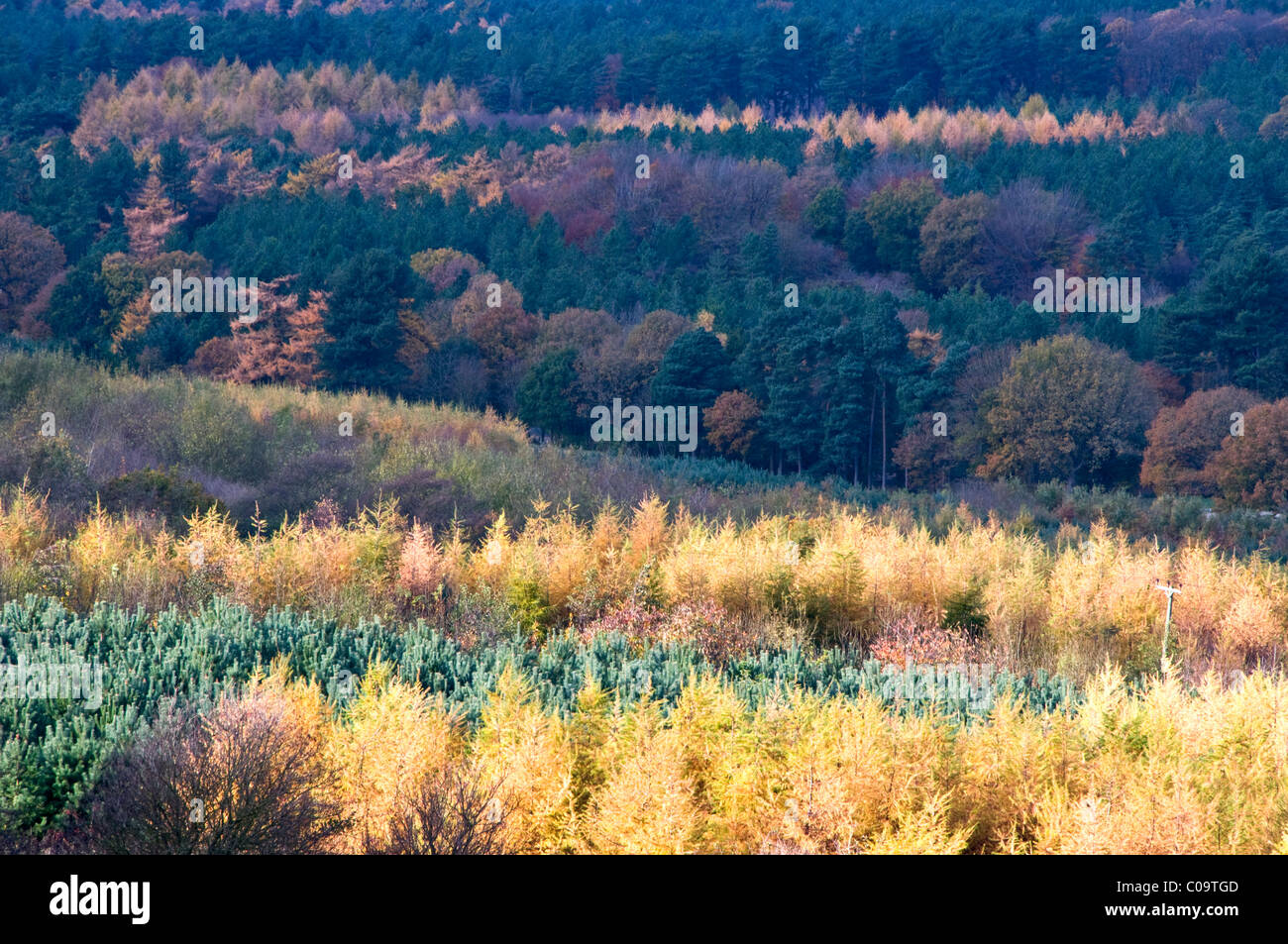 Herbstfarben in Delamere Wald, Cheshire, England, UK Stockfoto