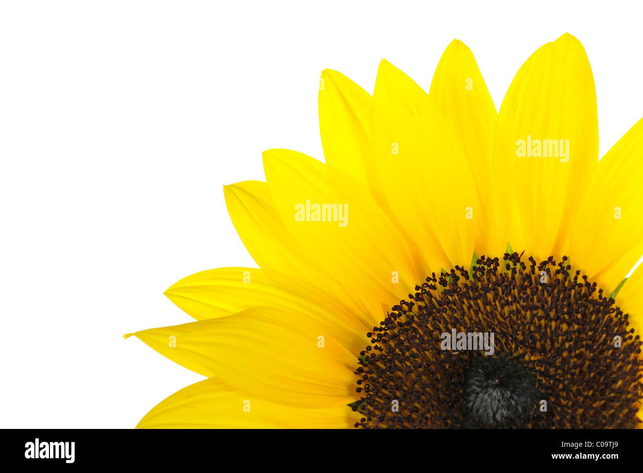 Detail der Sonnenblume (Helianthus Annuus) mit röhrenförmigen Blüten Stockfoto