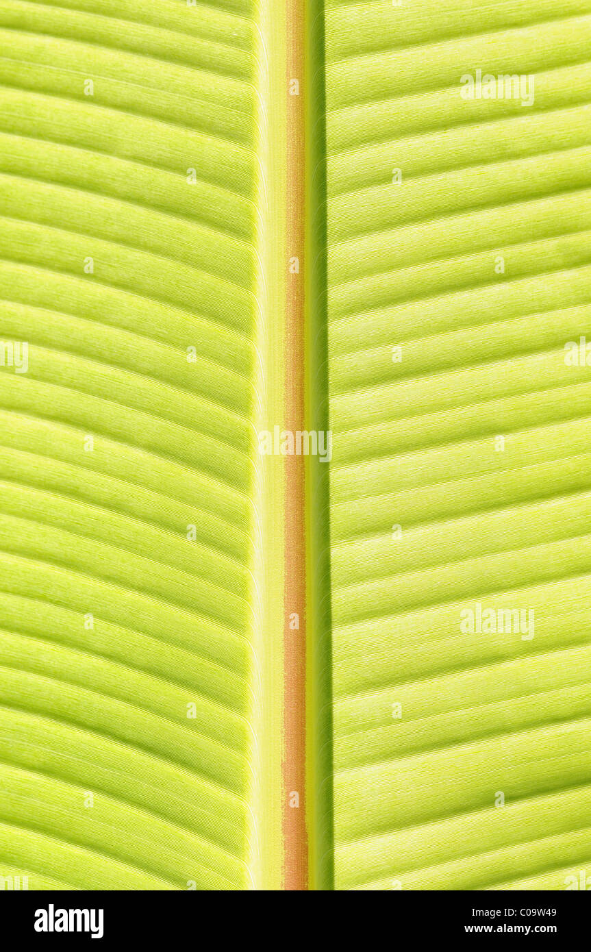 Detail der Blattstiel und Blatt Klinge von einer Bananenstaude (Musa) Stockfoto