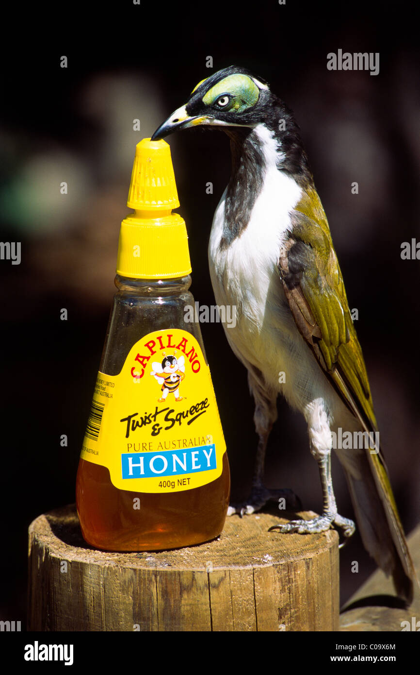 Blau-faced Honigfresser oder Bananabird (Entomyzon Cyanotis), Küken lecken  eine Honig-Flasche, New-South.Wales, Australien Stockfotografie - Alamy