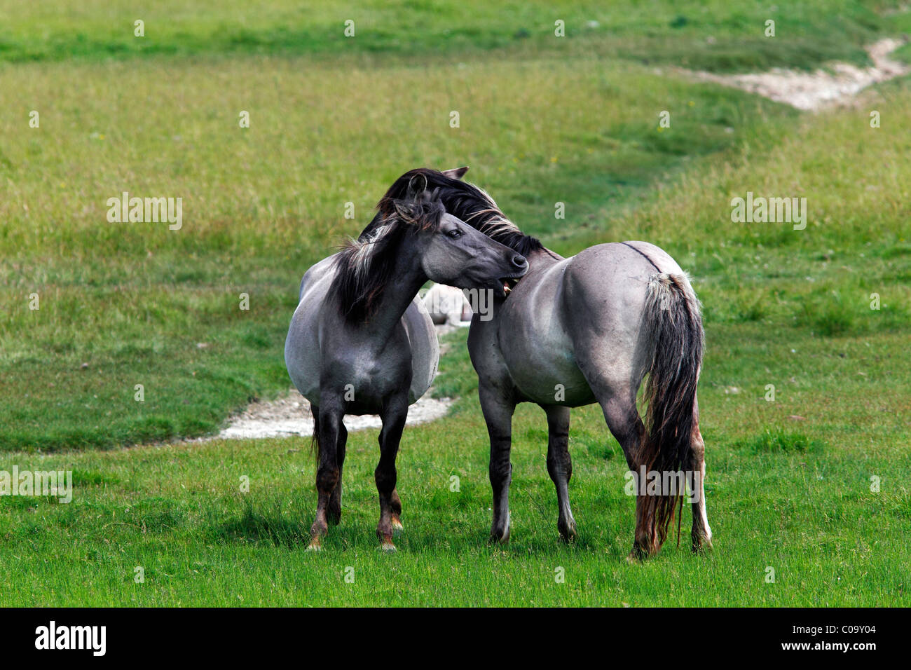 Konik-Pferde (Equus Przewalskii F. Caballus), Stute und Hengst, Tarpan oder Wildpferd, Rückzüchtung Stockfoto