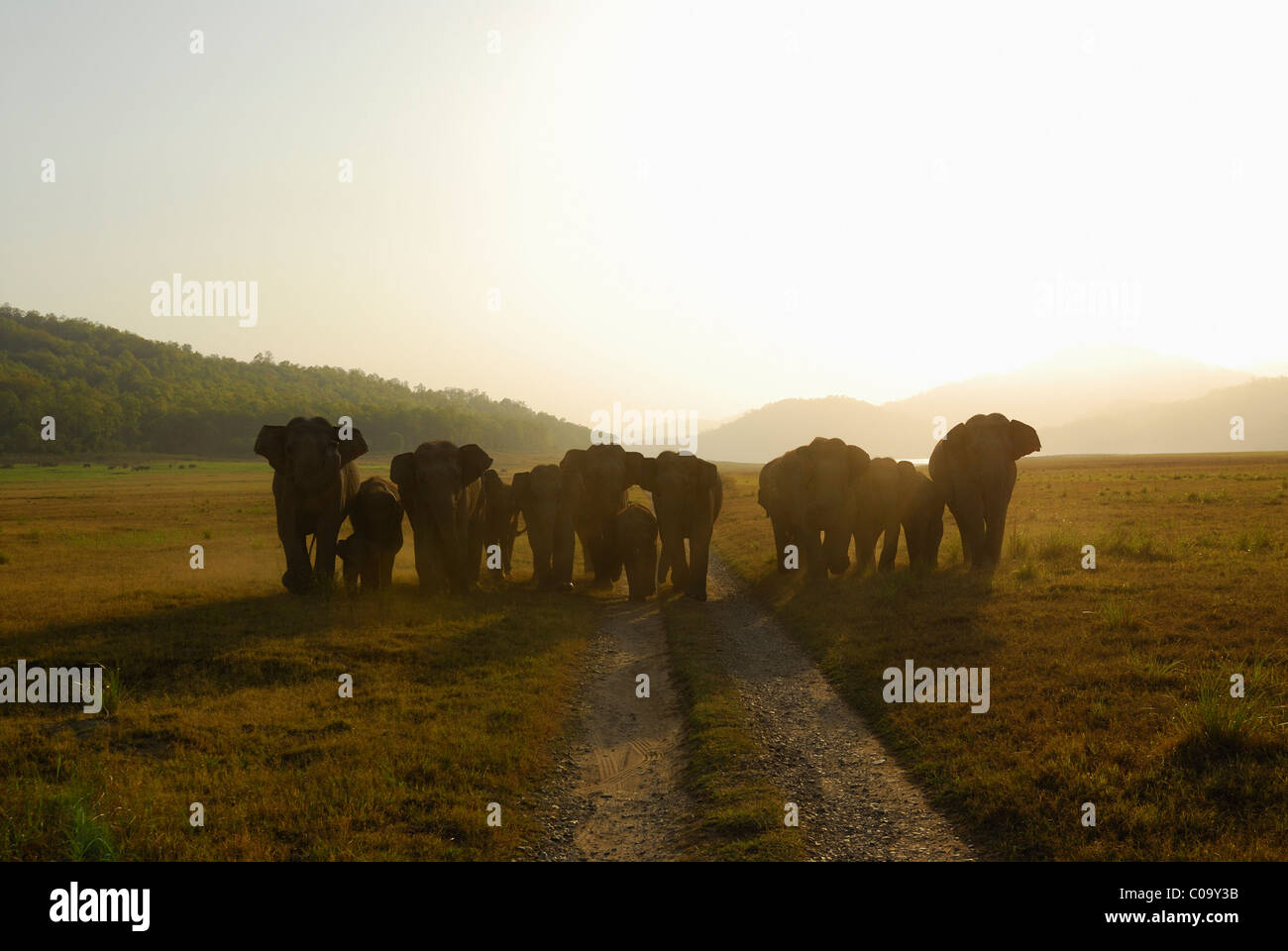 Elefanten - Linie aufladen Stockfoto