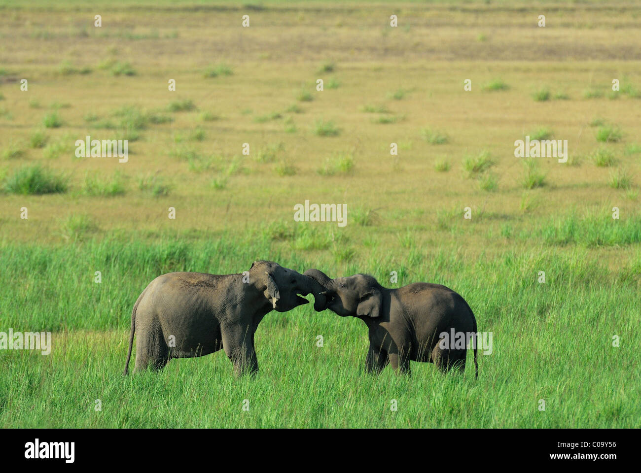 Elefanten - Scheingefecht Stockfoto
