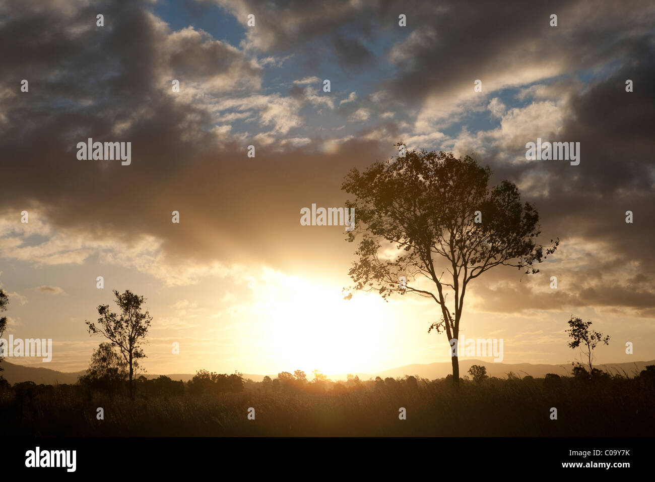 Eukalyptus Kaugummi Baum bei Sonnenuntergang, eine australische ikonische Bild. Australien Stockfoto
