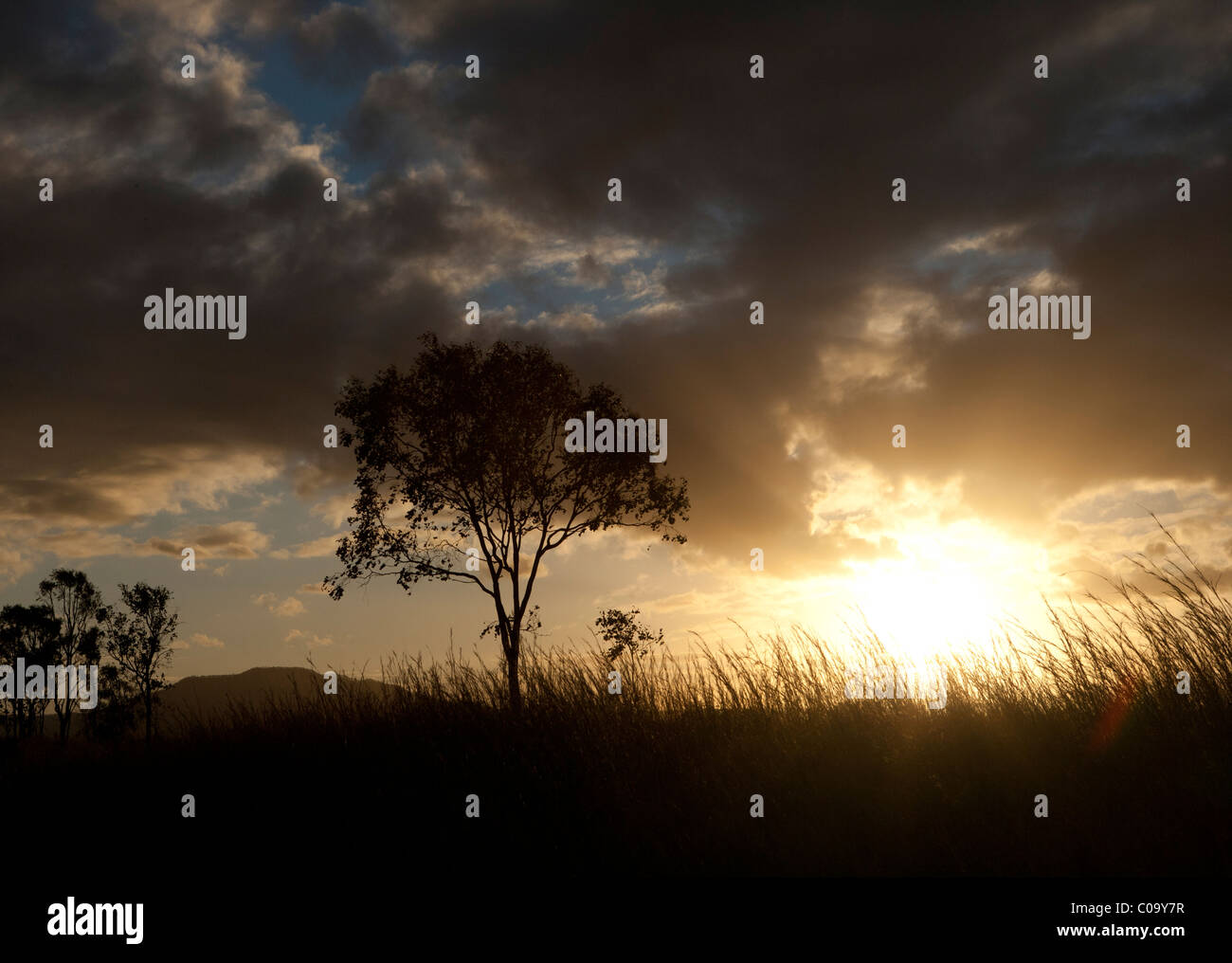 Eukalyptus Kaugummi Baum bei Sonnenuntergang, eine australische ikonische Bild. Australien Stockfoto