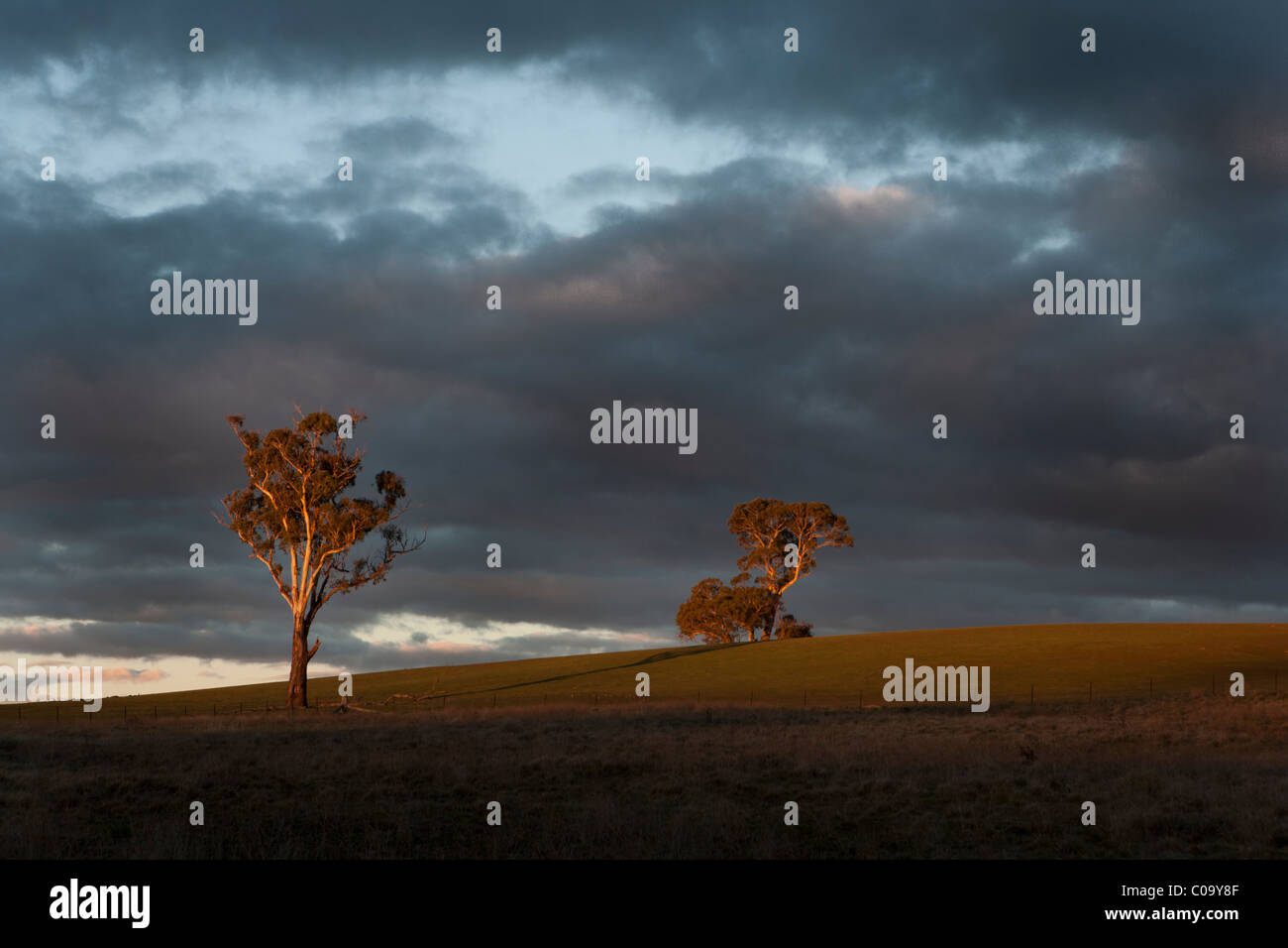 Zwei entfernte Gum Eukalyptusbäumen bei Sonnenuntergang mit dunklen Wolken. Eine australische ikonische Bild. Südlichen New South Wales, Australien Stockfoto