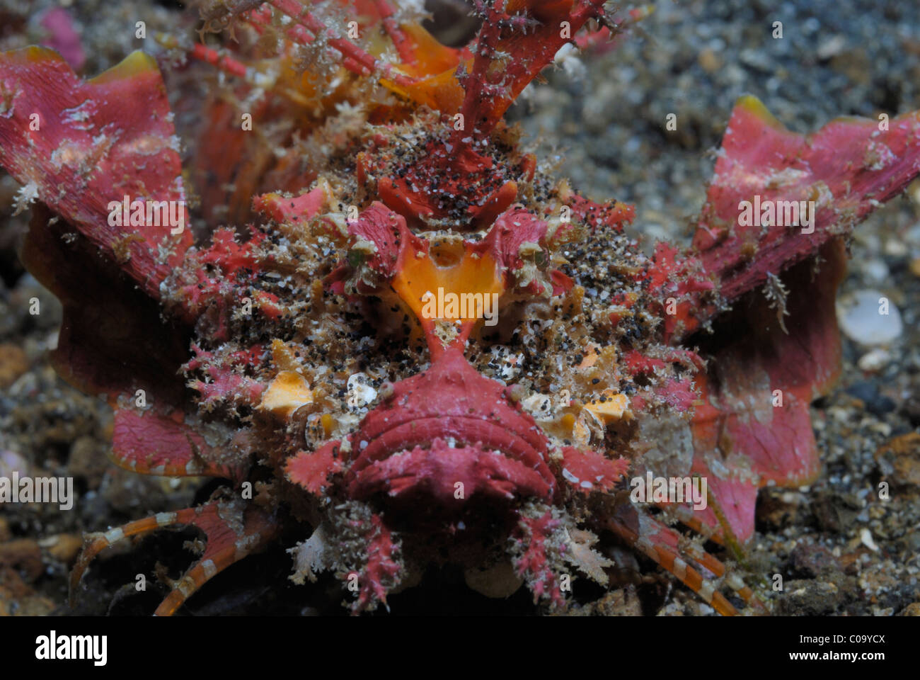 Spiny devilfish (inimicus didactylus). Lembeh Strait, celebes Meer, Nord Sulawesi, Indonesien. Stockfoto