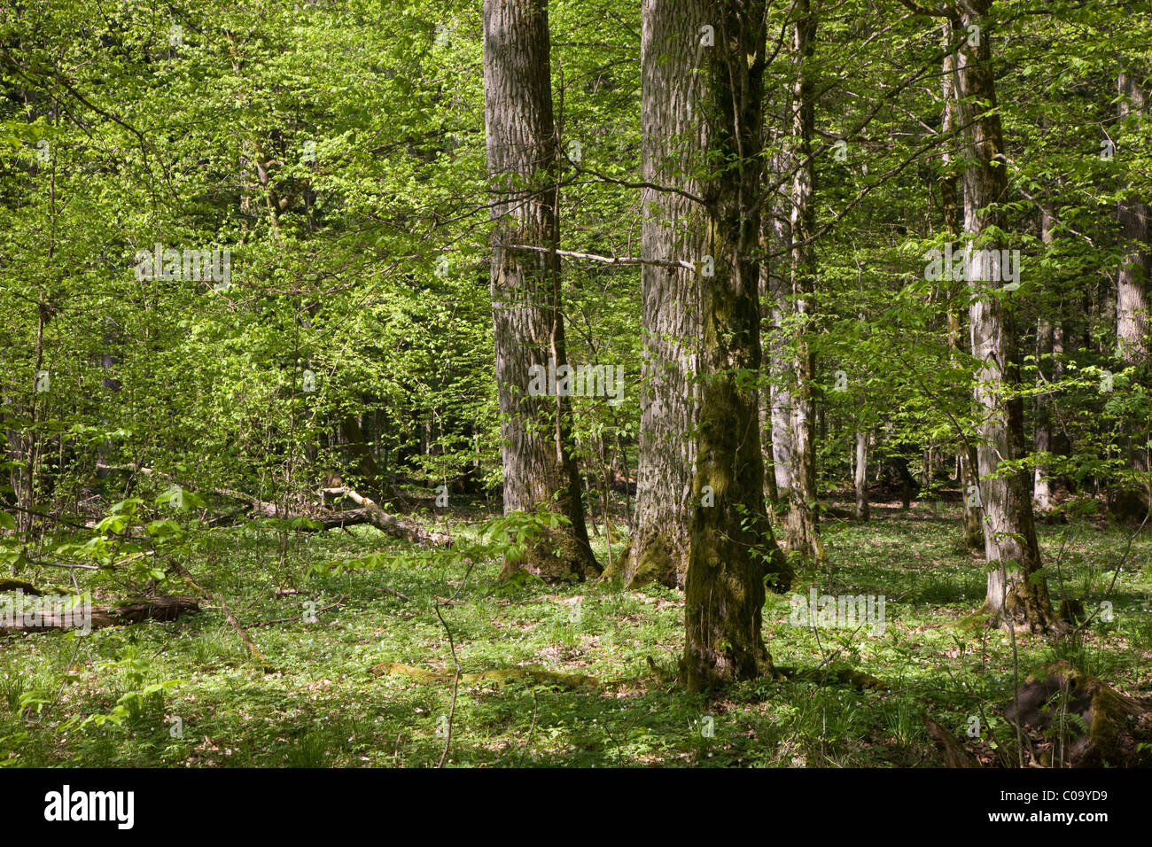Sonniger Morgen im Frühling Laub Stand von Białowieża Wald Stockfoto