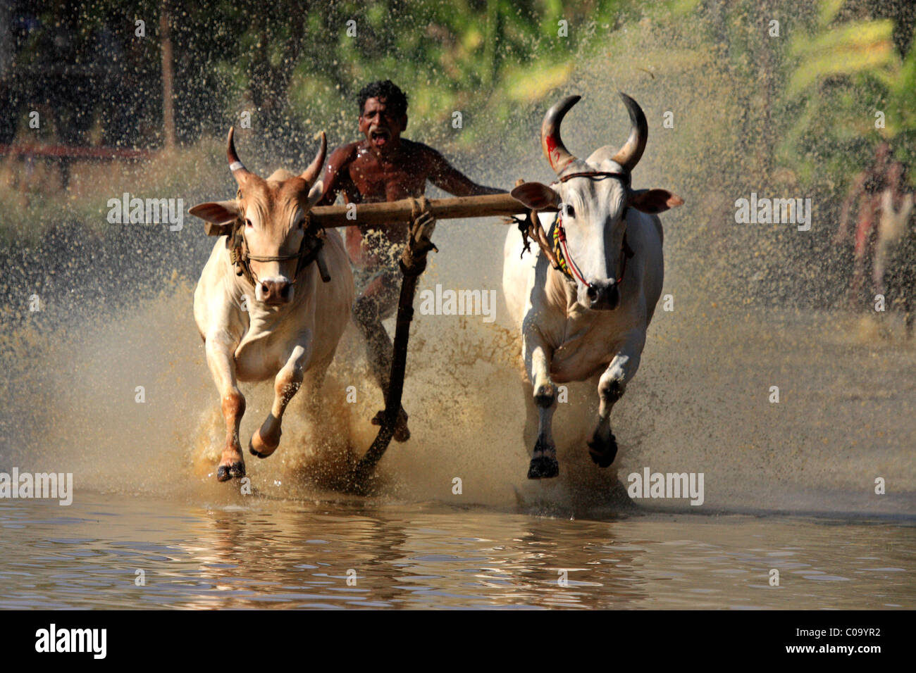 Maramadi oder Rinder-Rennen in Palakad, Kerala, Indien Stockfoto