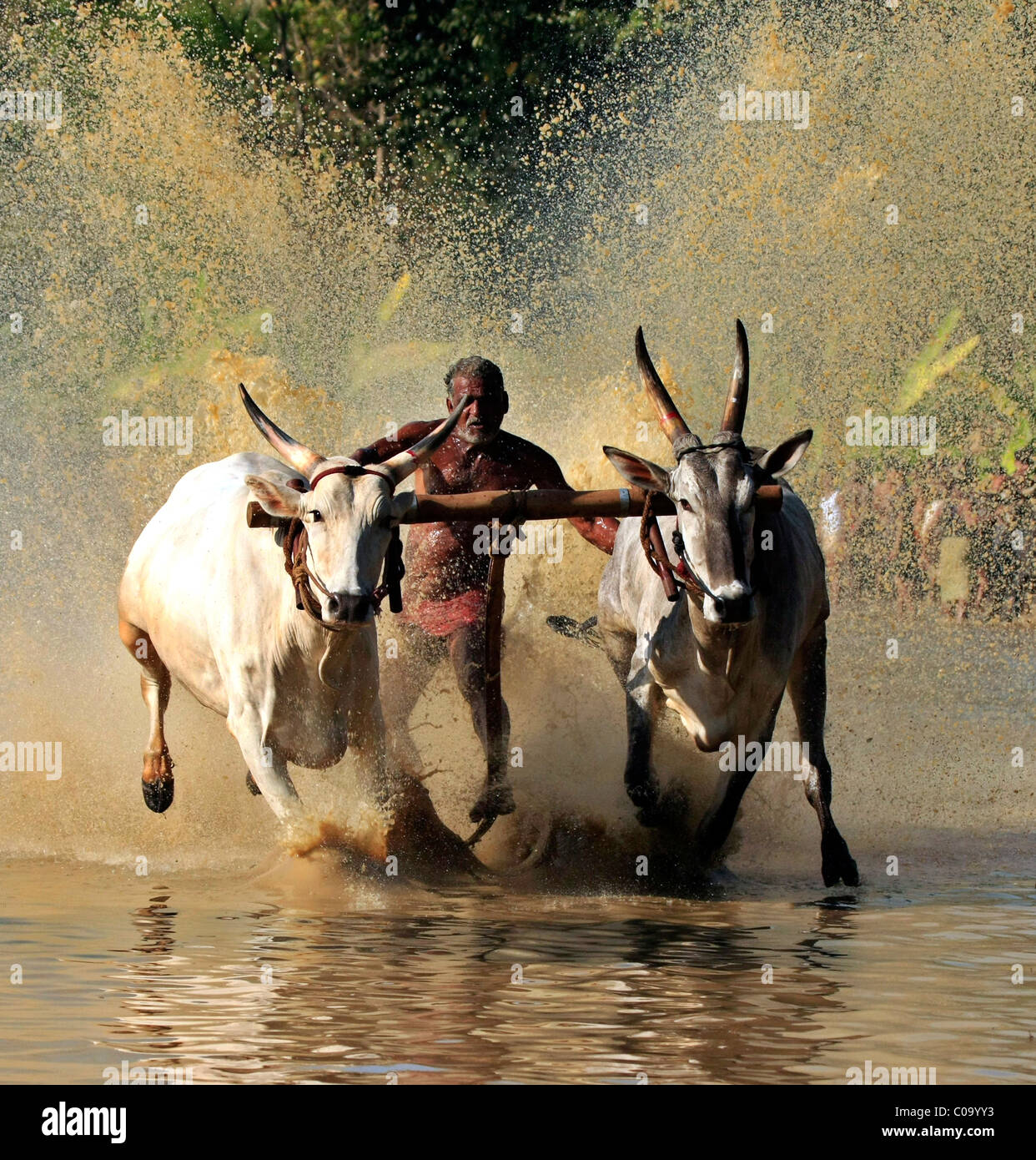 Maramadi oder Rinder-Rennen in Palakad, Kerala, Indien Stockfoto