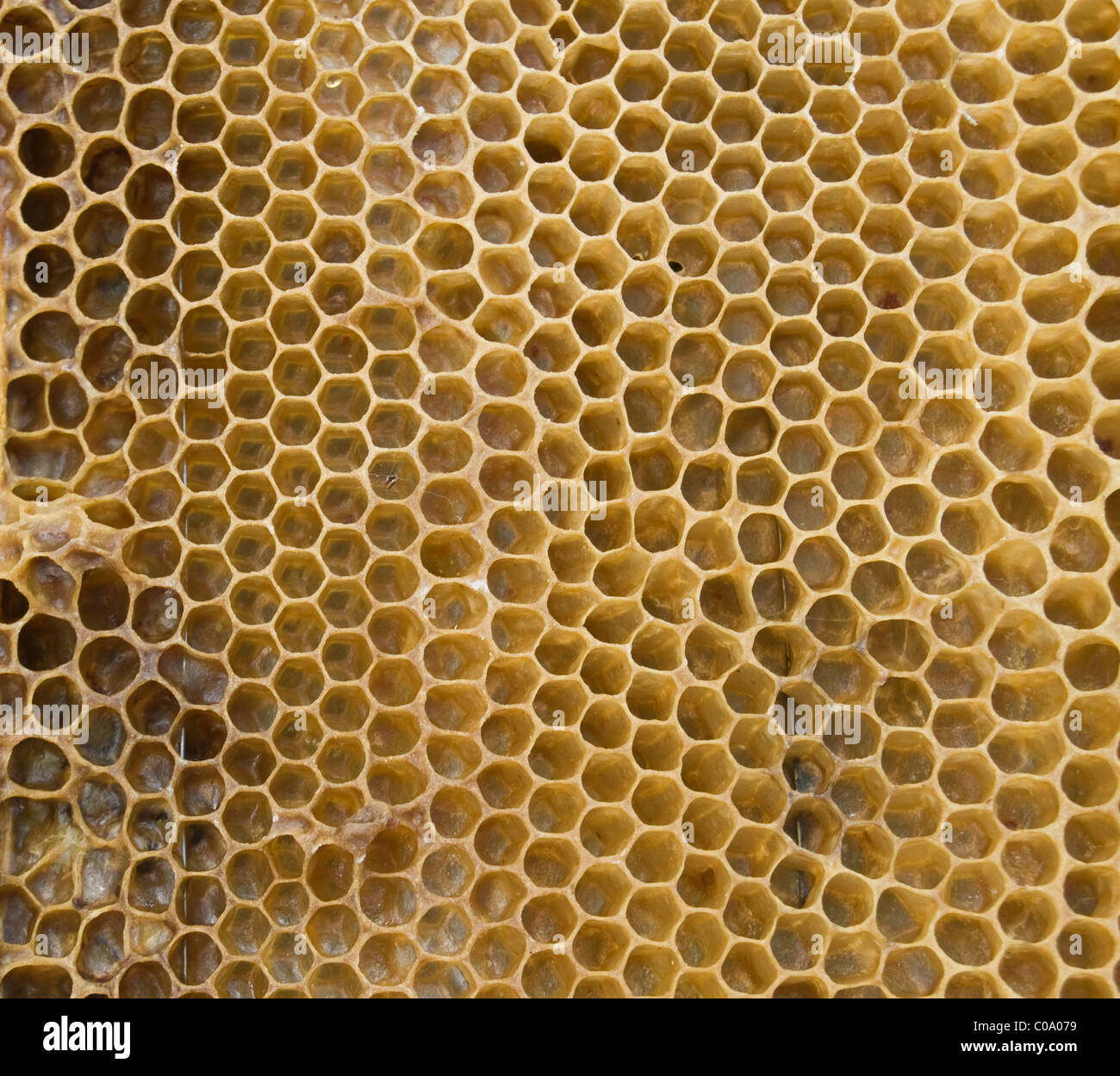 Bienenwaben sind von einen großen Plan gestrichen. Stockfoto