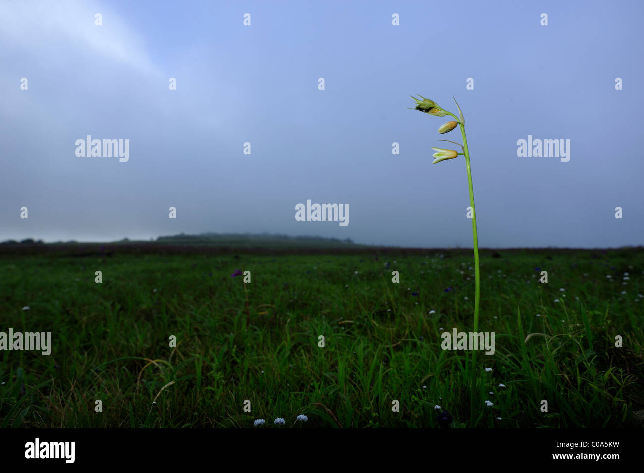 Kaas Plateau der Blumen Stockfoto