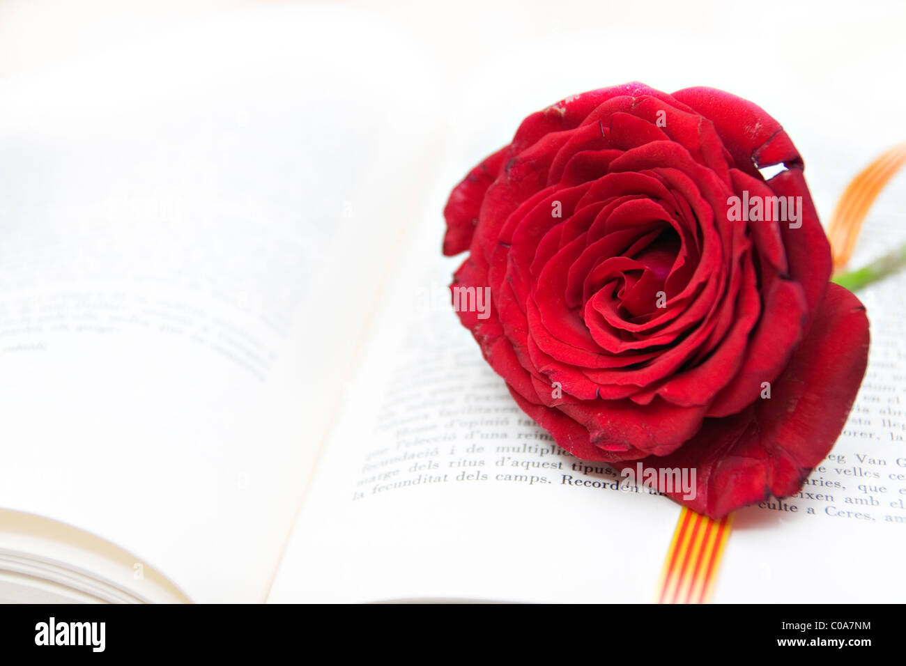 Rose und Buch, eine Tradition in Katalonien Stockfoto