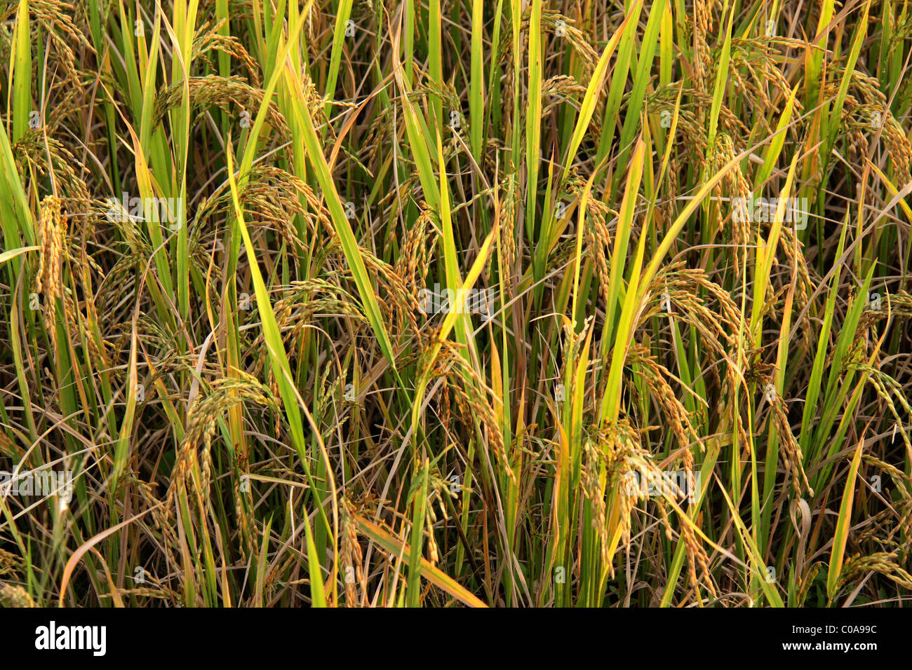 reif für die Ernte Reispflanzen Stockfoto