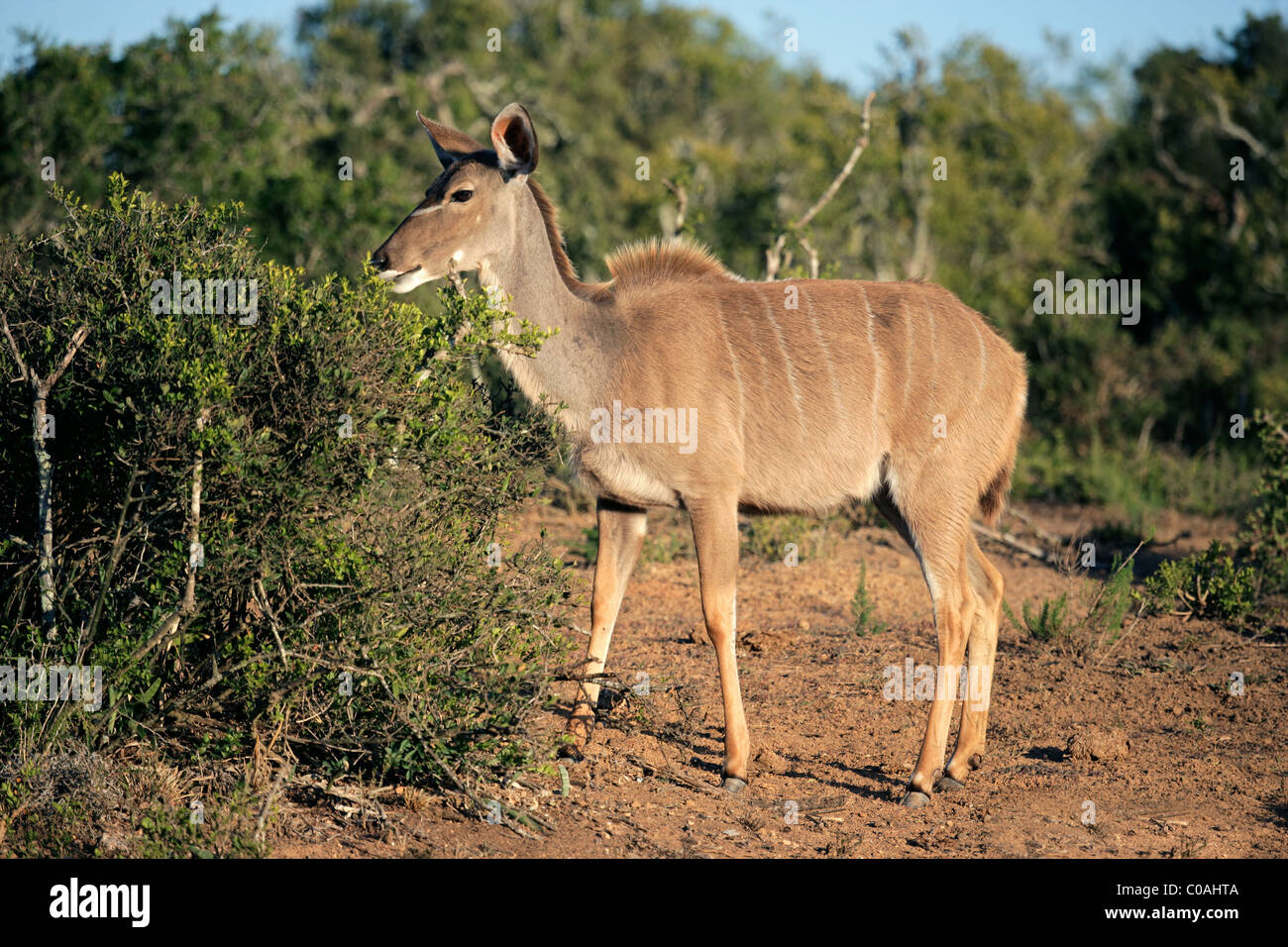 Eine weibliche Kudu Antilope (Tragelaphus Strepsiceros) Fütterung auf einem Baum, Südafrika Stockfoto