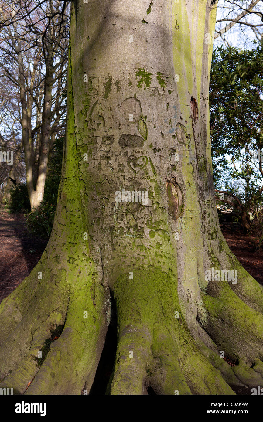 Baumstamm mit Schnitzerei Stockfoto