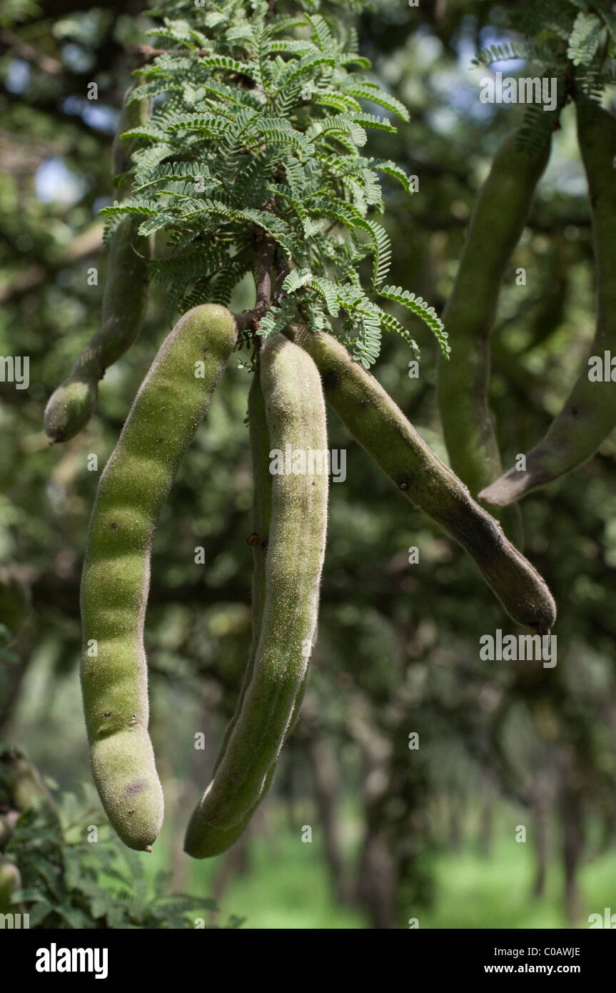 Nadel-Busch (Huizache / Acacia Farnesiana) Früchte Stockfoto