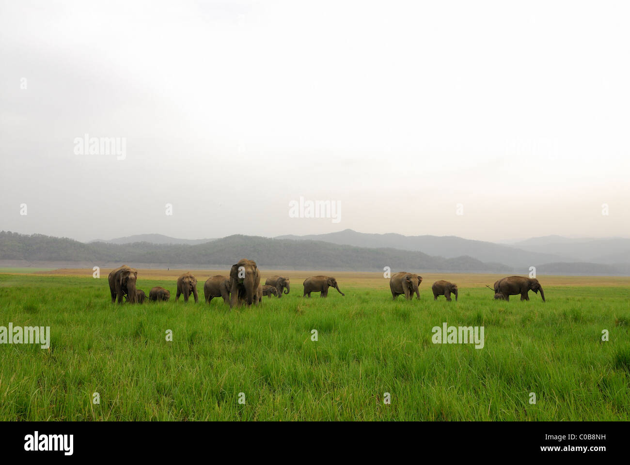 Elefanten und Landschaft Stockfoto