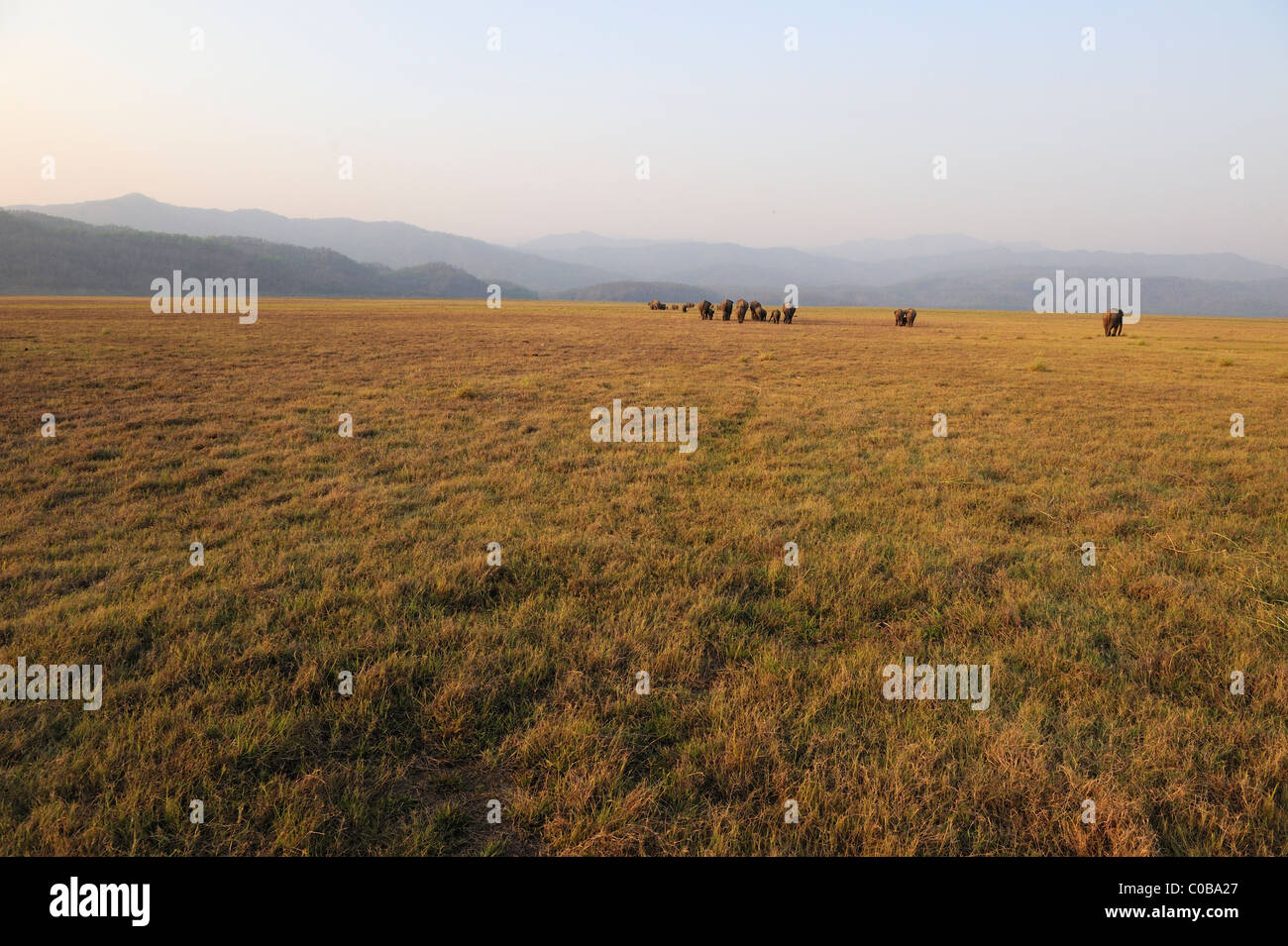 Elefanten zu Fuß in Grünland Stockfoto