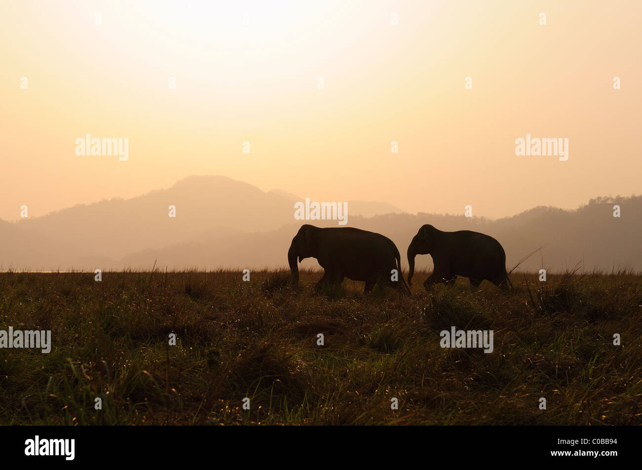 Elefanten im Sonnenuntergang Stockfoto