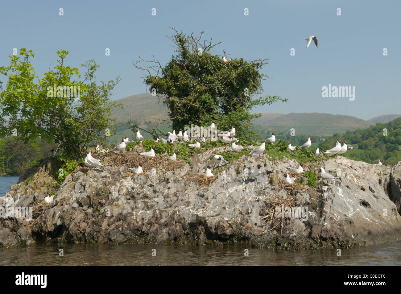 Lachmöwe (Larus ridibundus) Kolonie auf der kleinen Insel am Lake Windermere, Cumbria, Großbritannien.. Die englischen Seen, den Lake District. Stockfoto