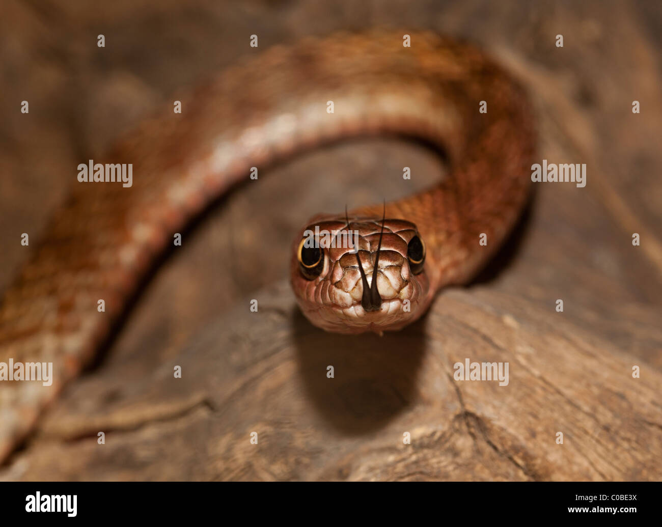 Abschreckung Schlange Masticophis Flagellum mit gespaltener Zunge USA Stockfoto