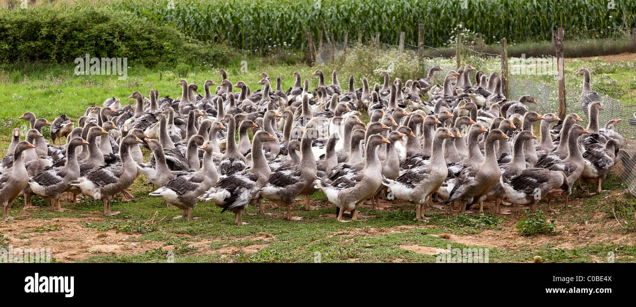 Gänse für Stopfleber Dordogne Frankreich gezüchtet Stockfoto