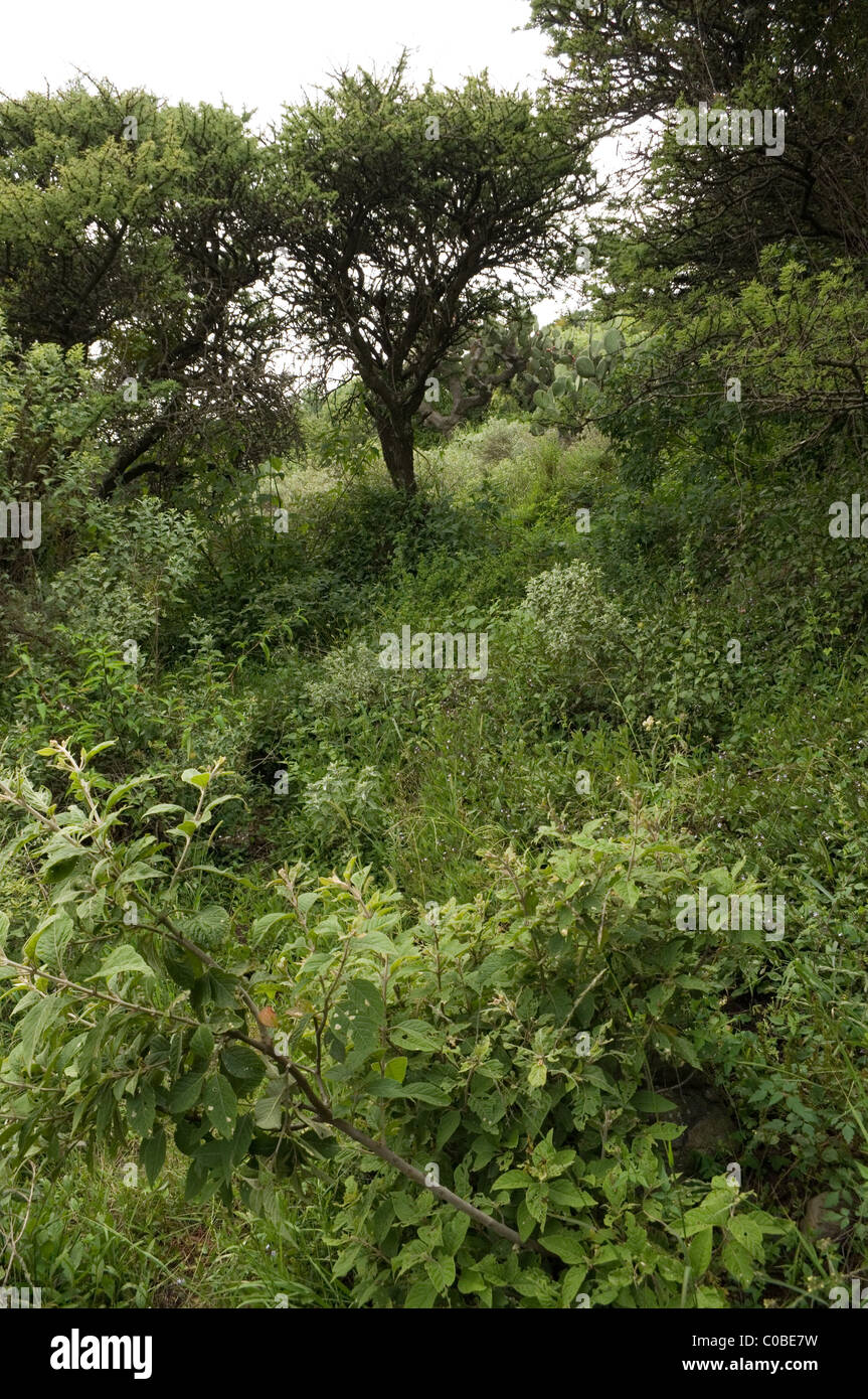 Vegetation in der Sierra von Tepotzotlan (Quercus, Opuntien, Acacia Farnesiana, Schinus Molle und zahlreichen Kräutern) Stockfoto