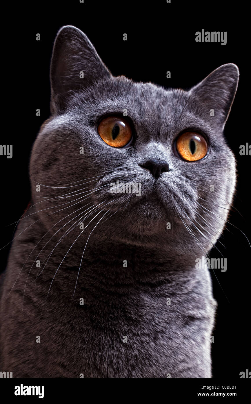 Porträt von schönen grauen britische Katze mit leuchtend gelben Augen auf schwarzem Hintergrund closeup Stockfoto