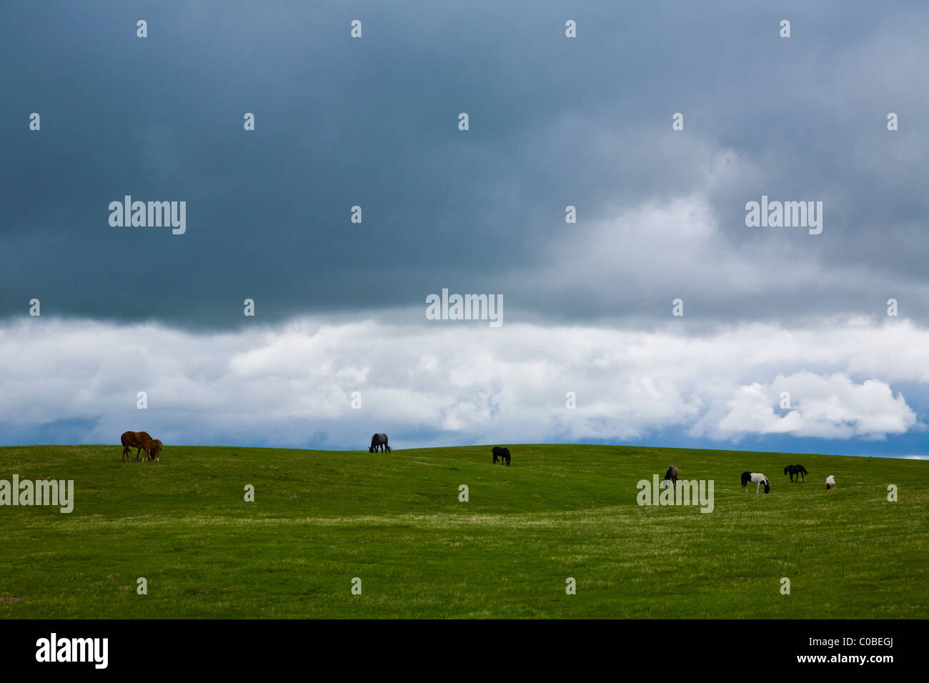 Pferde grasen unter einer Sammlung Sturm, Alberta, Kanada - 1 Stockfoto