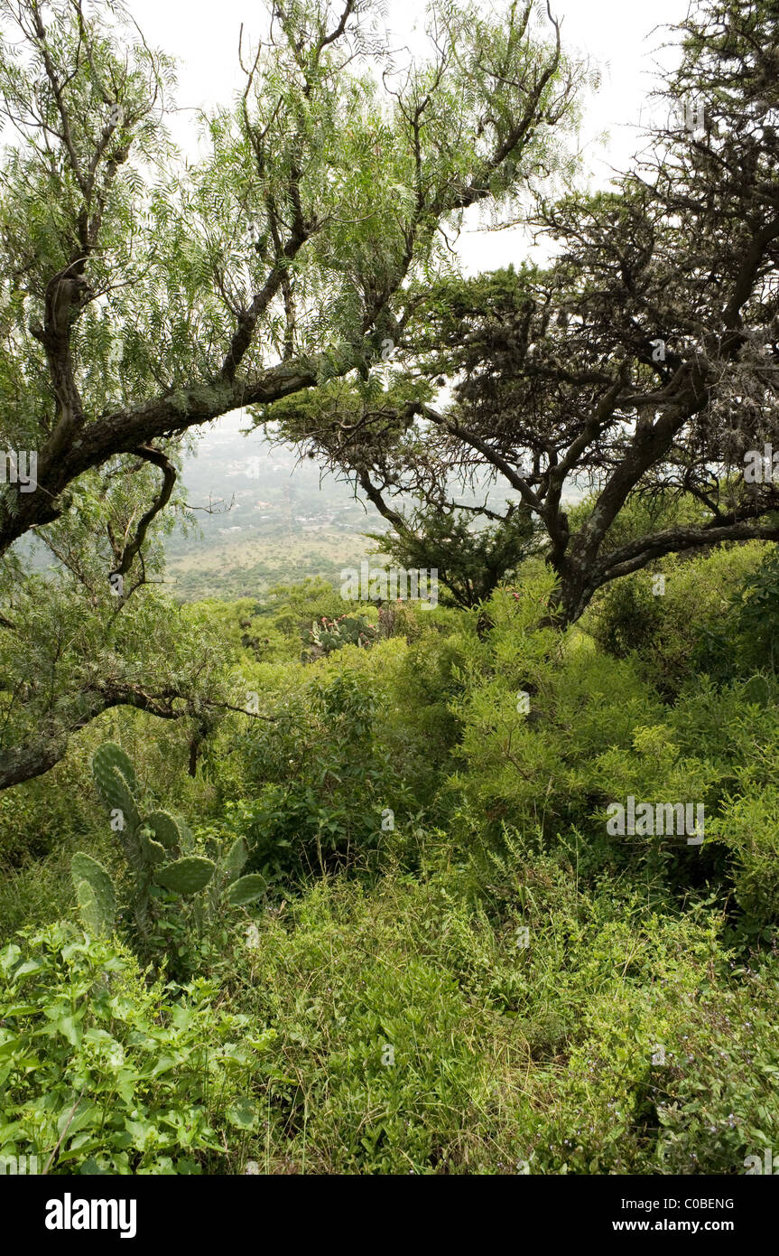 Vegetation in der Sierra von Tepotzotlan (Quercus, Opuntien, Acacia Farnesiana, Schinus Molle und zahlreichen Kräutern) Stockfoto