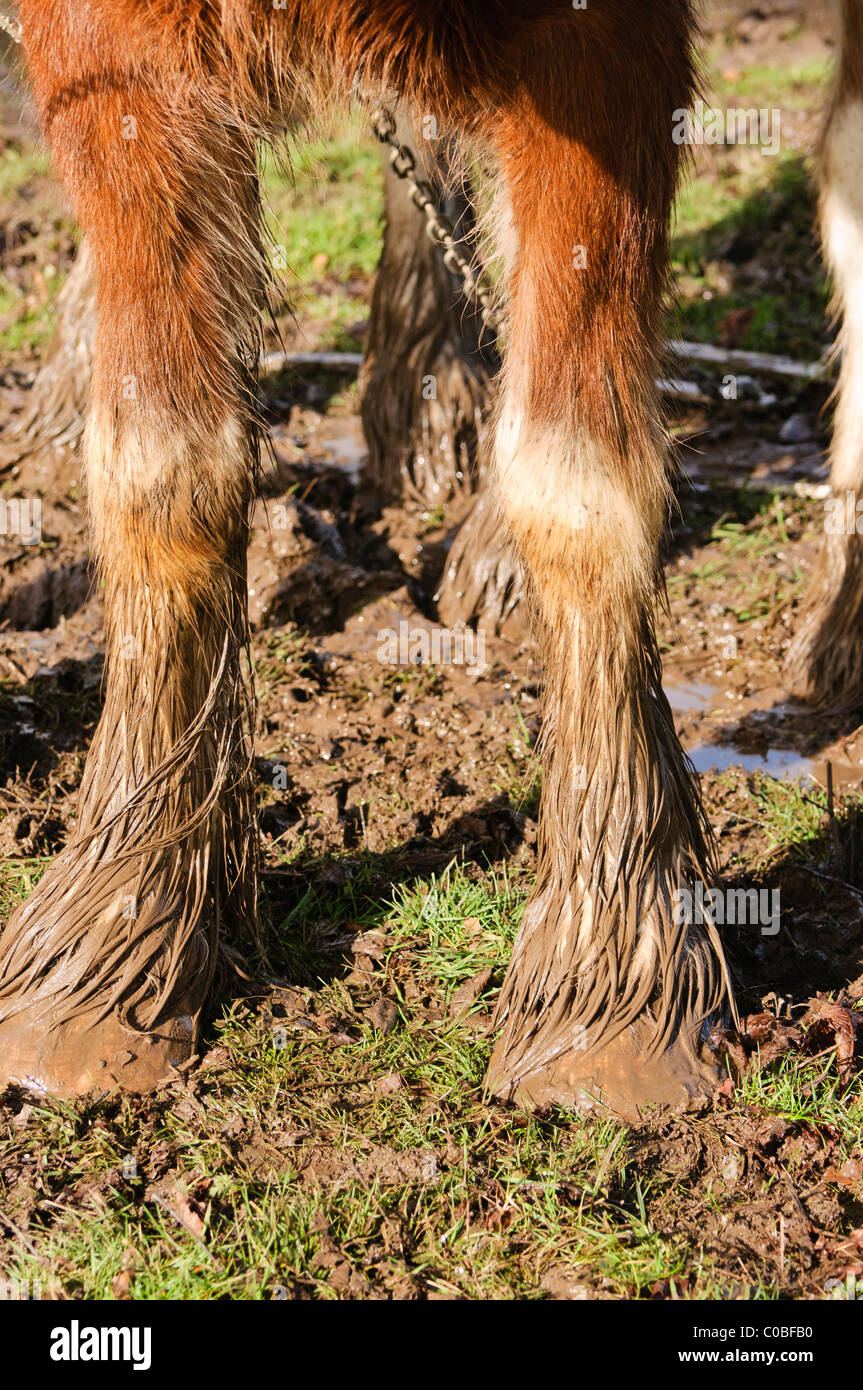 Füße der Clydesdale Pferde bedeckt im Schlamm nach dem Pflügen ein Feld Stockfoto Füße der Clydesdale Pferde bedeckt im Schlamm nach dem Pflügen ein Feld Stockfoto