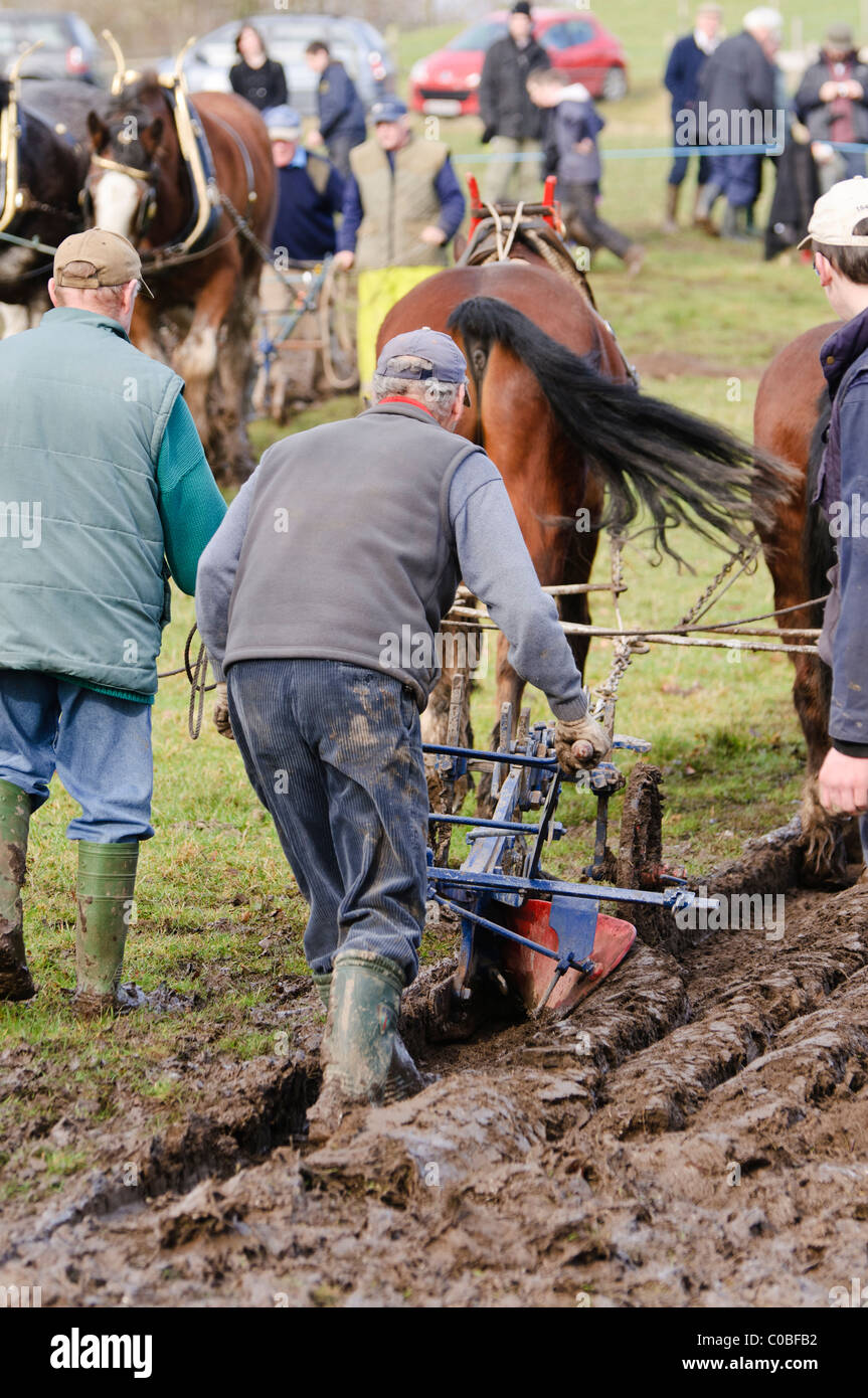 Clydesdale-Pferde bei einer Pflügen Meisterschaft Pflügen Stockfoto Clydesdale-Pferde bei einer Pflügen Meisterschaft Pflügen Stockfoto