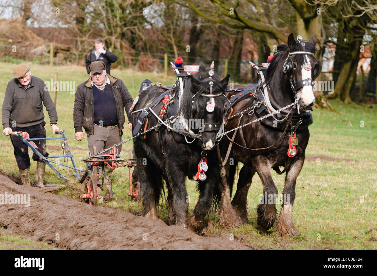 Clydesdale-Pferde bei einer Pflügen Meisterschaft Pflügen Stockfoto