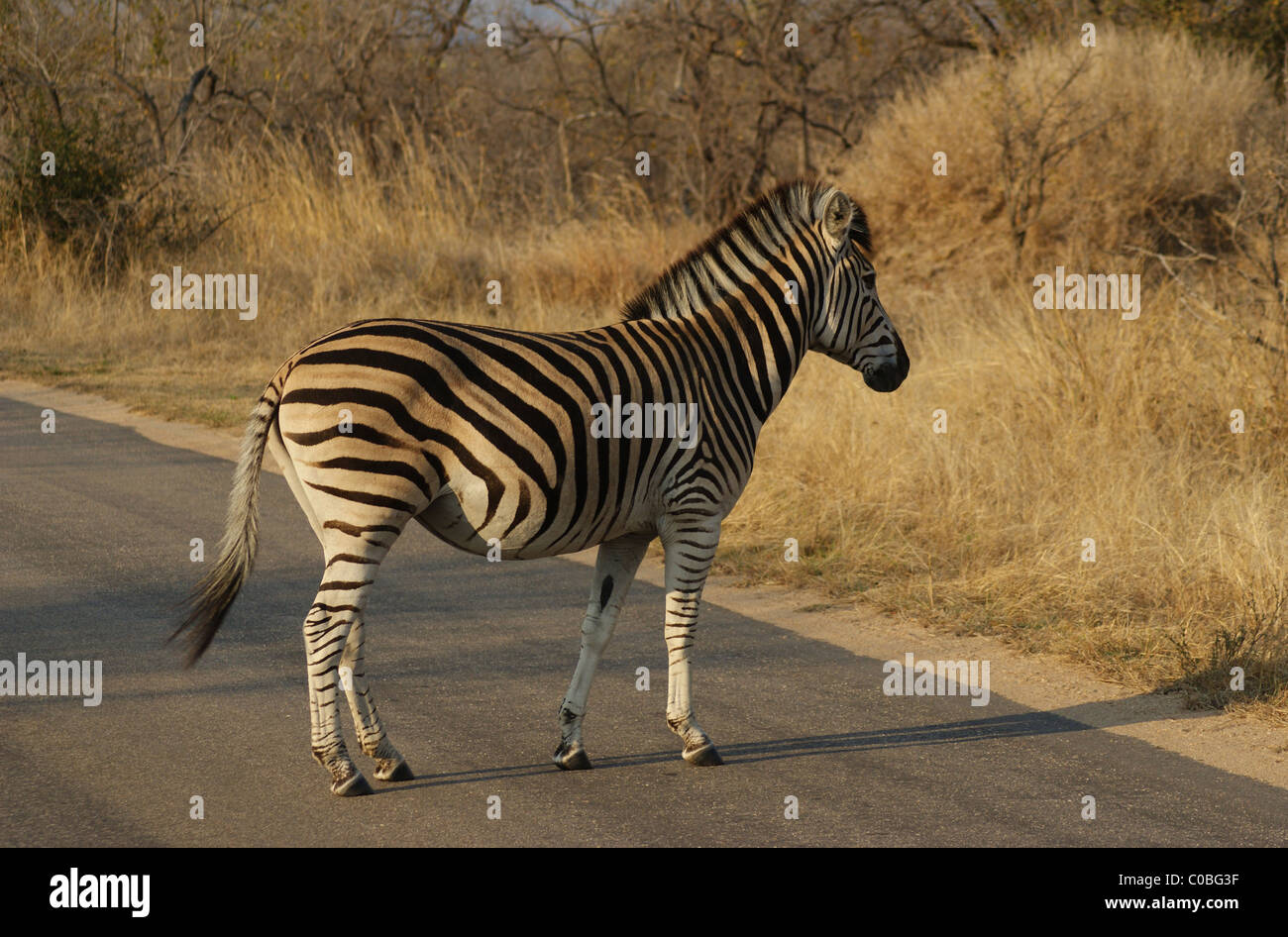 Zebra im Kruger Park, Südafrika Stockfoto