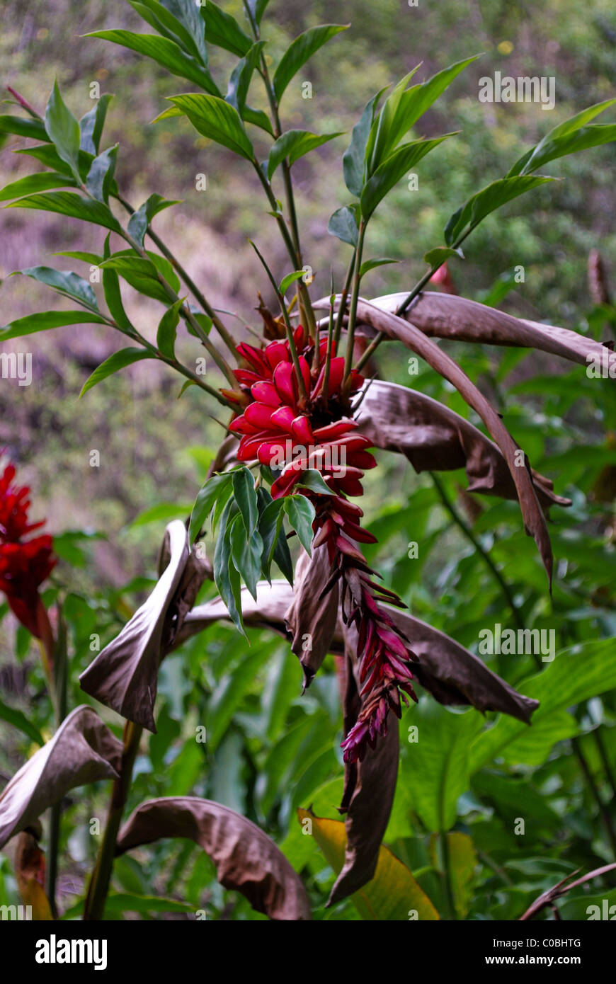 Hawaiian Red Ginger Blume Tropischen Stockfoto