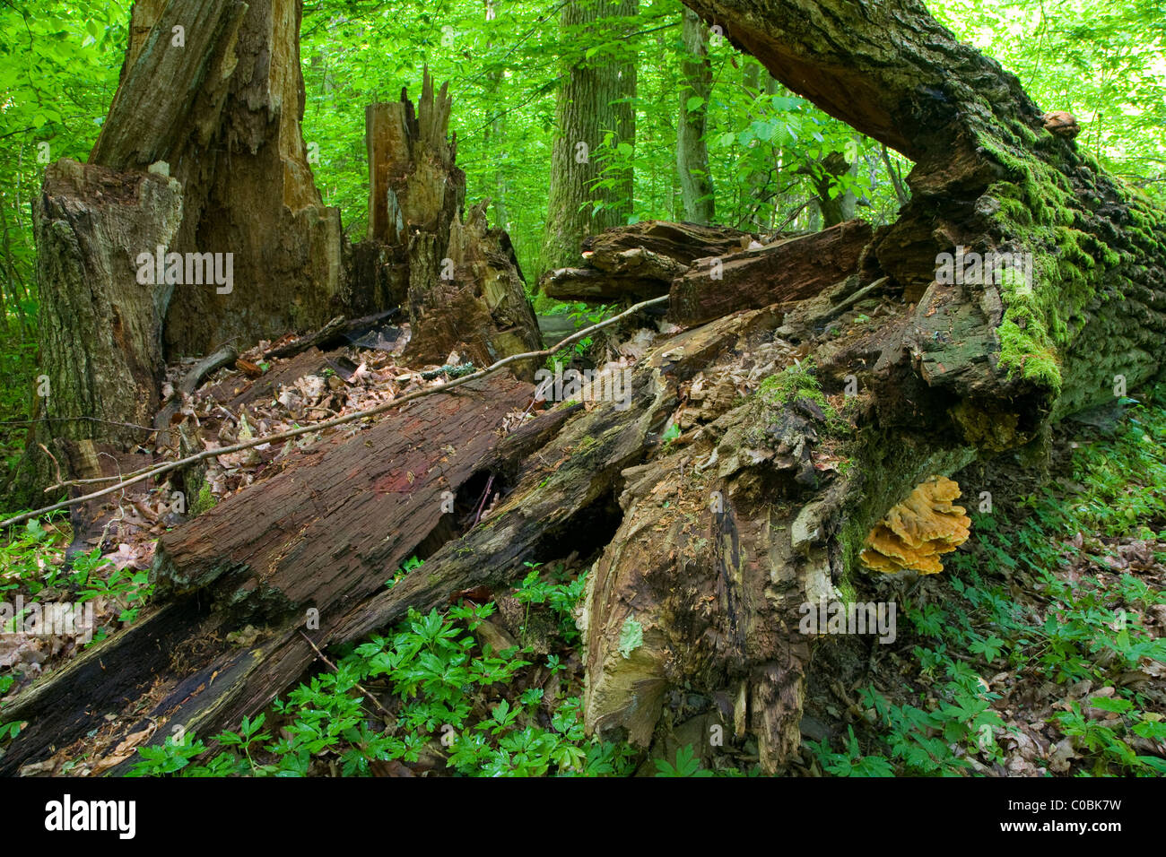 Alte Eiche Handauflegen Wald unten, Mitteleuropa, Polen, Białowieża Wald gefallen Stockfoto