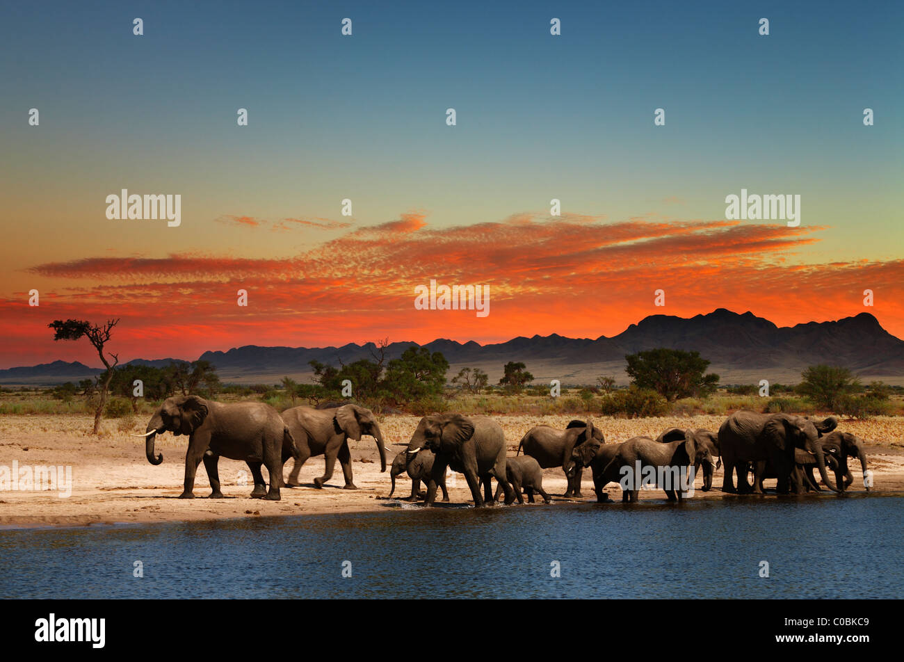 Herde von Elefanten in der afrikanischen Savanne bei Sonnenuntergang Stockfoto