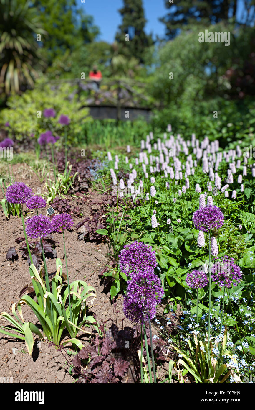 Allium 'Purple Sensation' Blüte am Dewstow Gärten mit Person auf Brücke im Hintergrund Wales UK Stockfoto