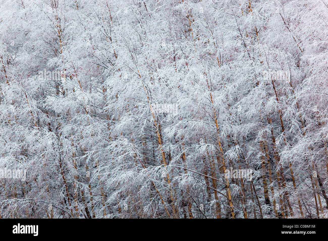 Birken; Betula Pendel; mit Schnee bedeckt; Norwegen Stockfoto