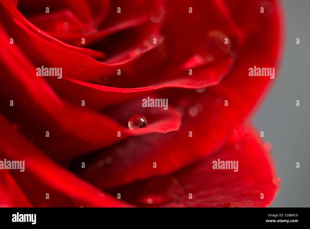 rote rose, Tautropfen auf Rose, Nahaufnahme Tautropfen auf Rosette Stockfoto