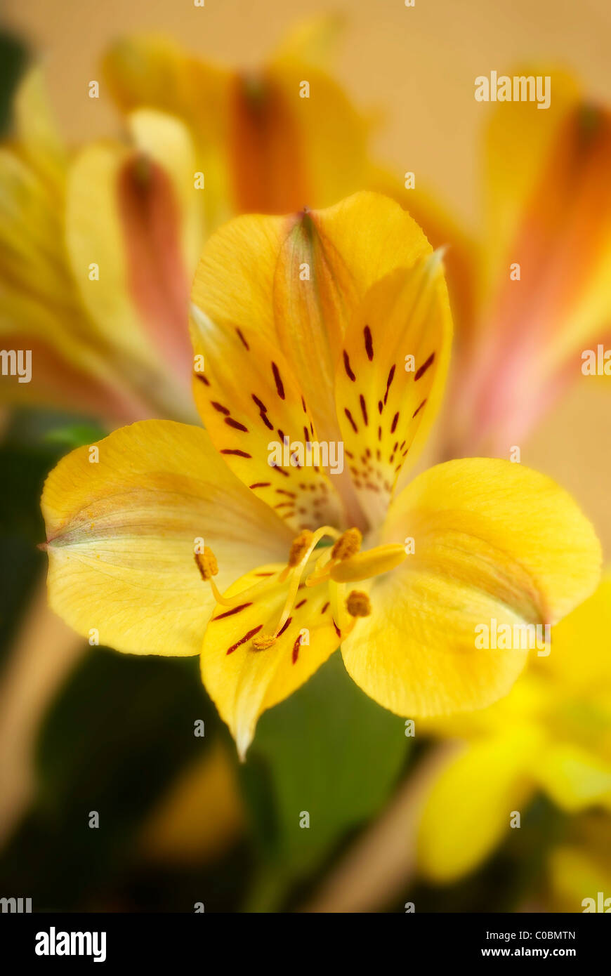 Gelbe Freezia gelbe Staubblätter, Staubfäden, gelbe Blume, Freezia, grünes Blatt, Pollen, gesprenkelte Blätter, gesprenkelte Blatt, Frühling Stockfoto