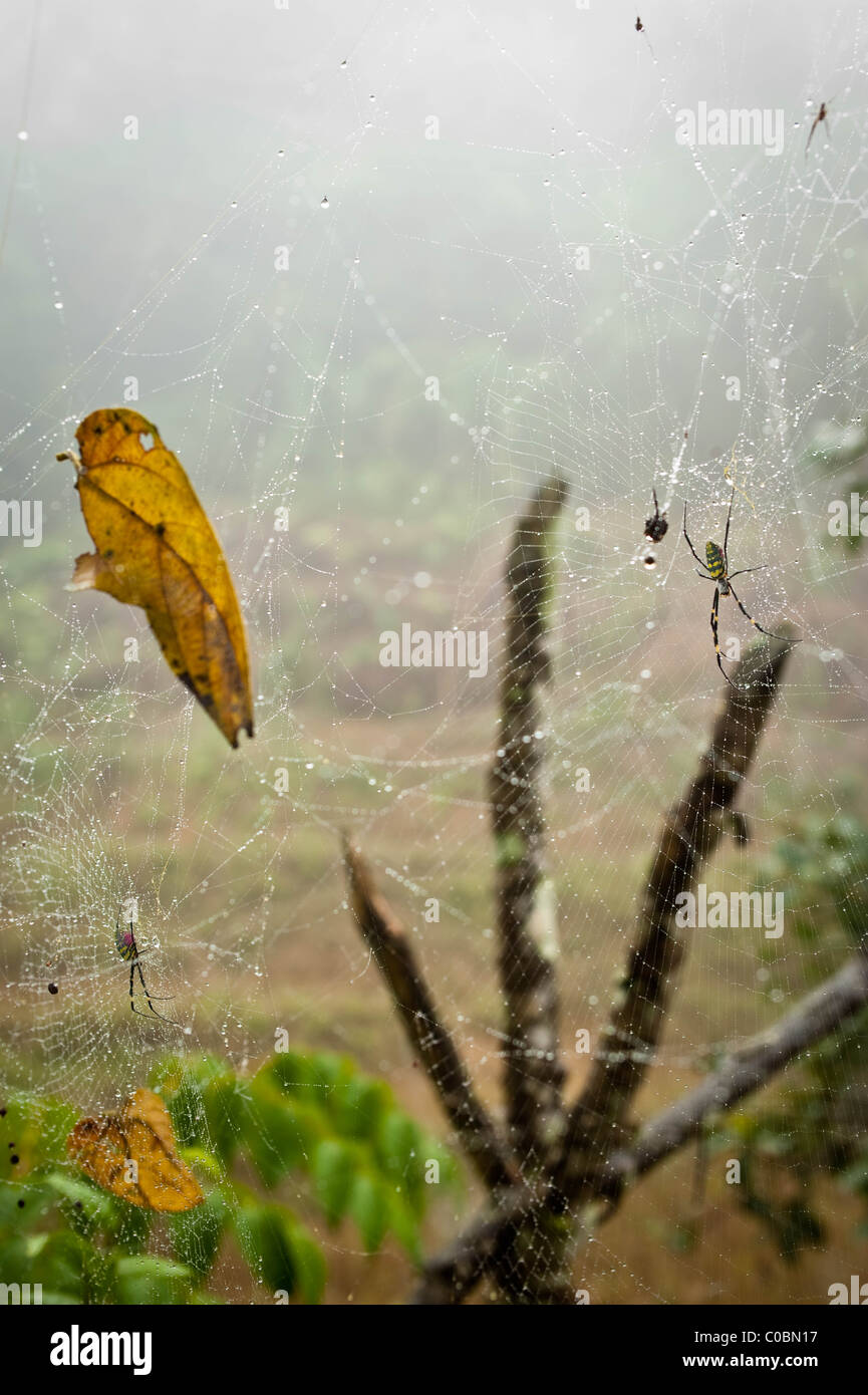 Yew Tree Projekt in Yunnan, Südchina für Medizin Herstellung Stockfoto