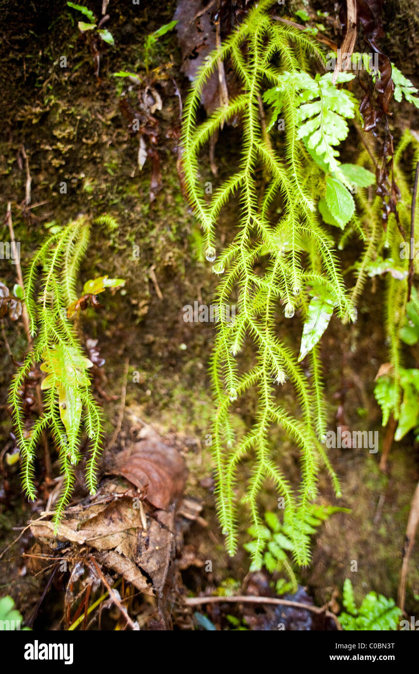 Yew Tree Projekt in Yunnan, Südchina für Medizin Herstellung Stockfoto