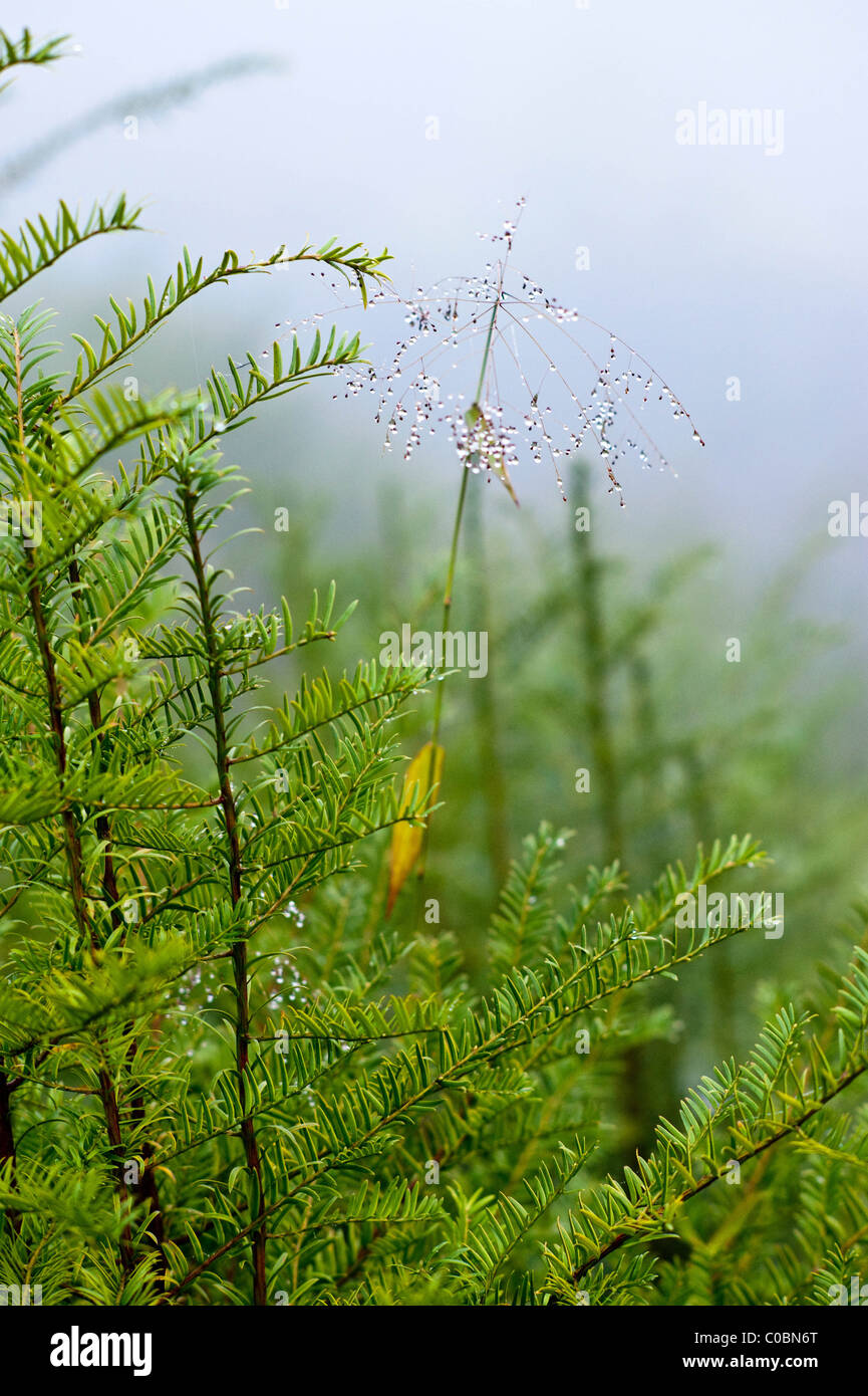 Yew Tree Projekt in Yunnan, Südchina für Medizin Herstellung Stockfoto