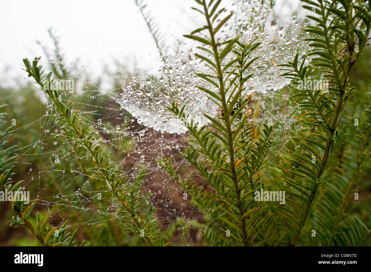 Yew Tree Projekt in Yunnan, Südchina für Medizin Herstellung Stockfoto