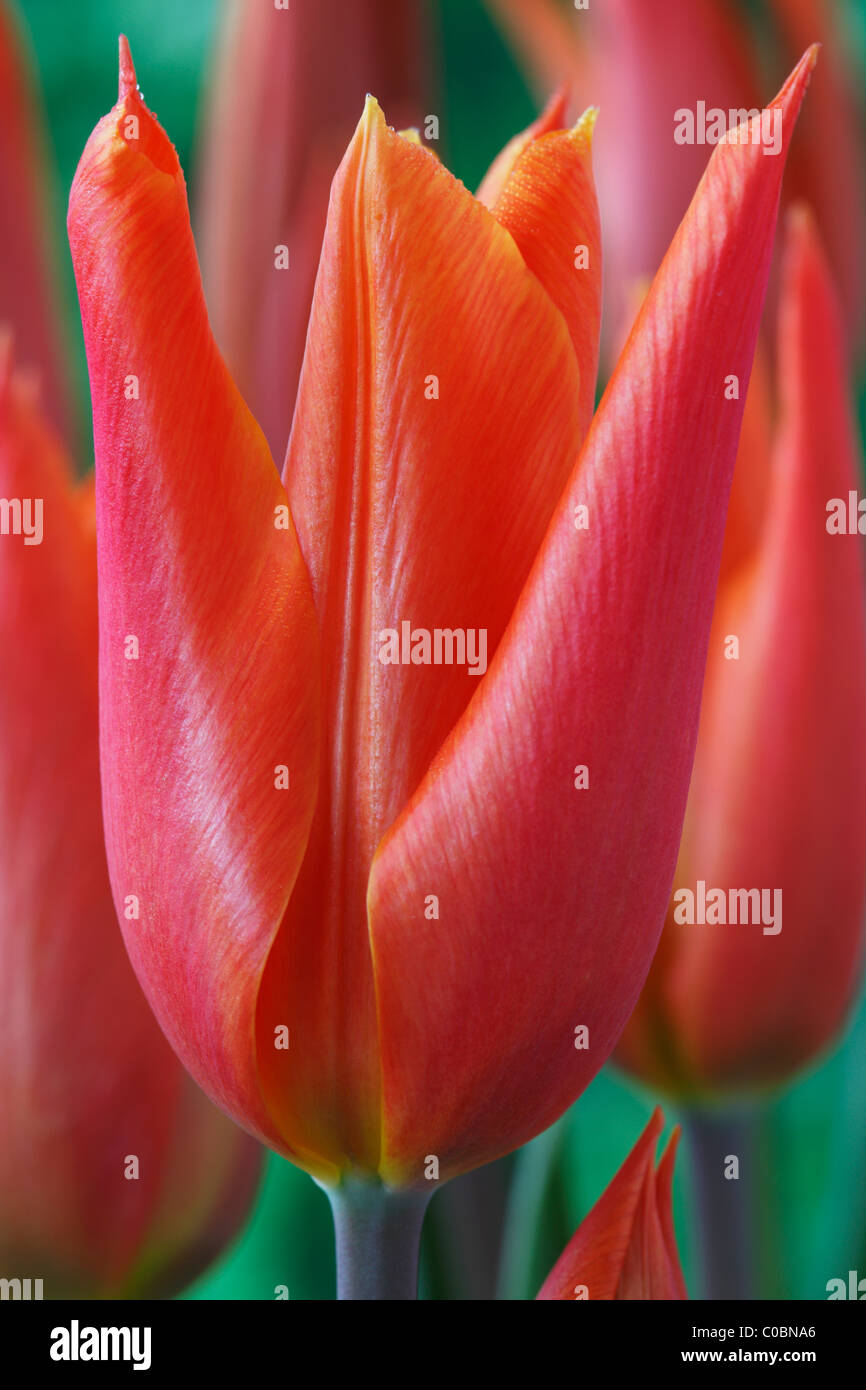 Tulipa 'Ballerina' AGM Tulip Lily blühenden Gruppe April Stockfoto