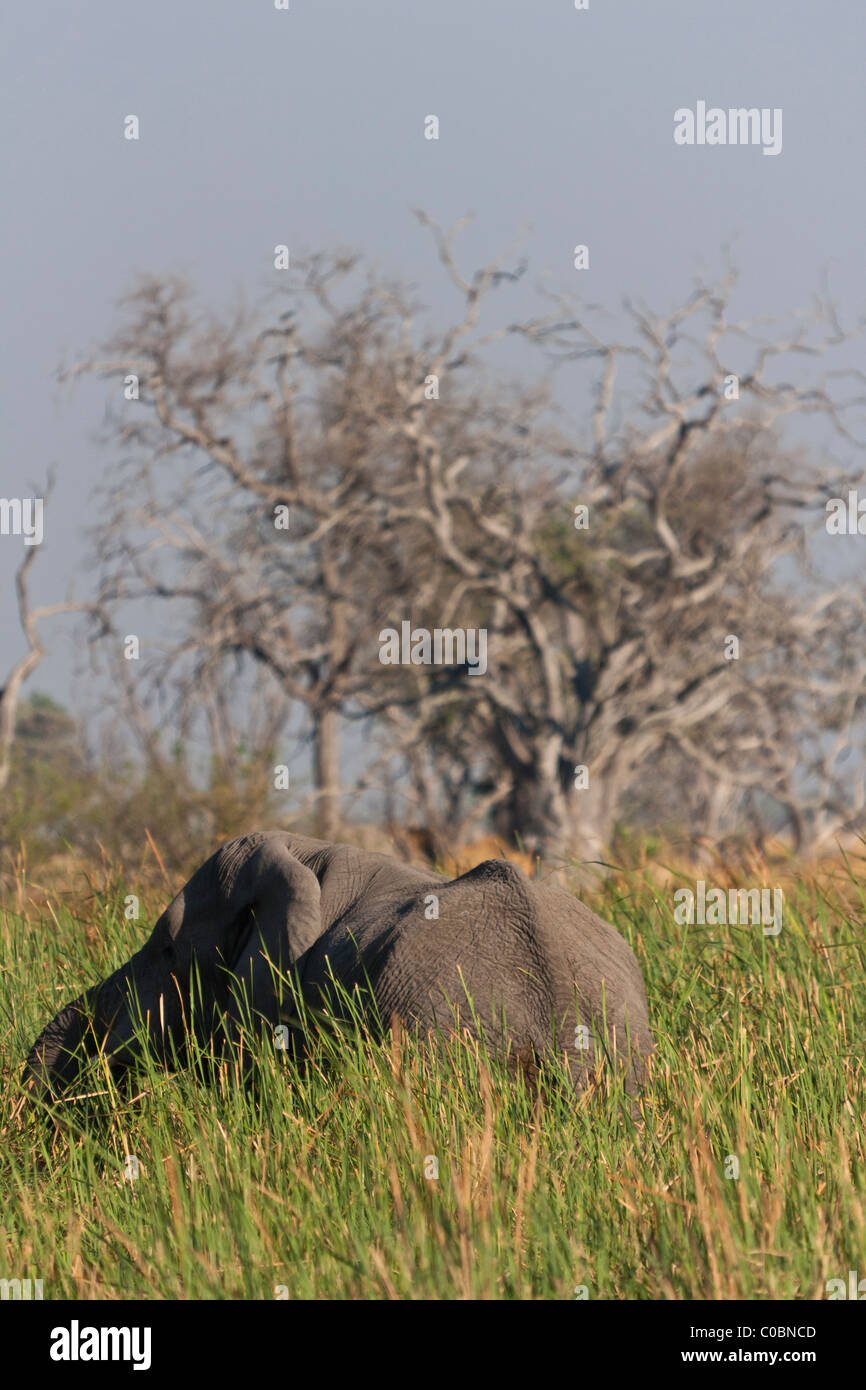 Ein Elefant in langen Rasen. Er steht abseits der Kamera-Stamm auf der linken Seite erreichen. Stockfoto